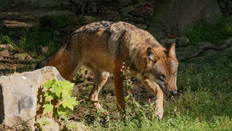 In Francia l'ombra del lupo sulla morte di un bambino