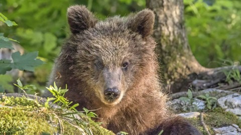 La Slovenia delibera l'abbattimento di 176 orsi