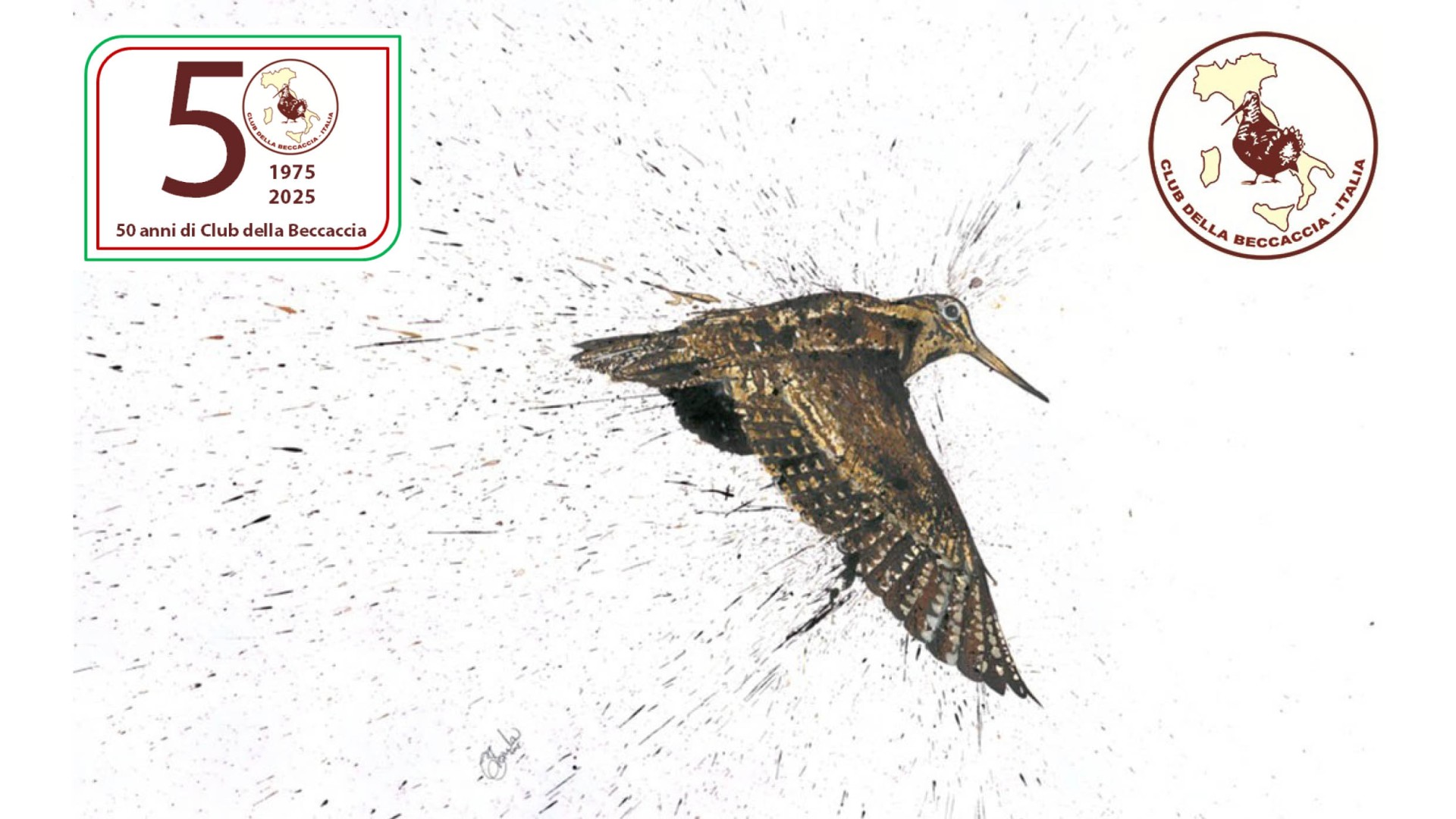 La beccaccia, pur classificata 