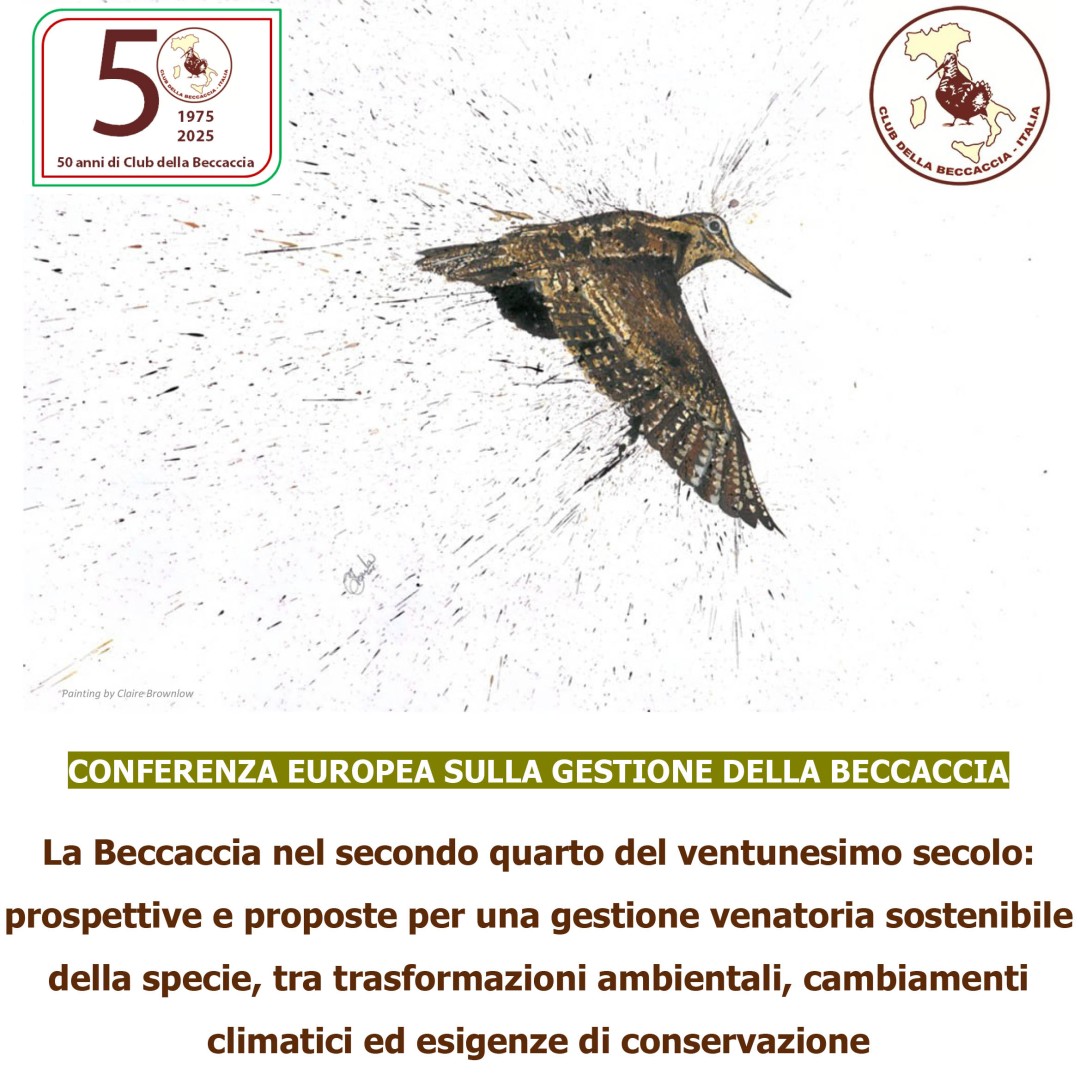 Lo scorso 28 giugno 2025, a Urbino, si è tenuta la Conferenza europea sulla gestione della beccaccia, momento di riflessione e bilancio per celebrare i cinquant’anni dalla fondazione del Club della beccaccia