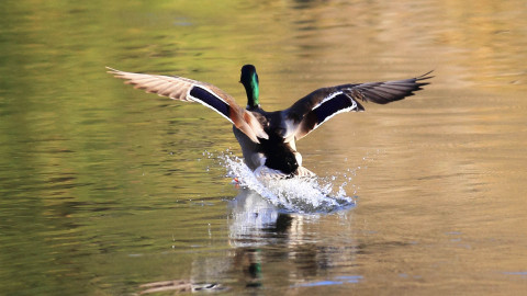 Ricordando Mario Spagnesi: rigore e visione nella gestione della fauna