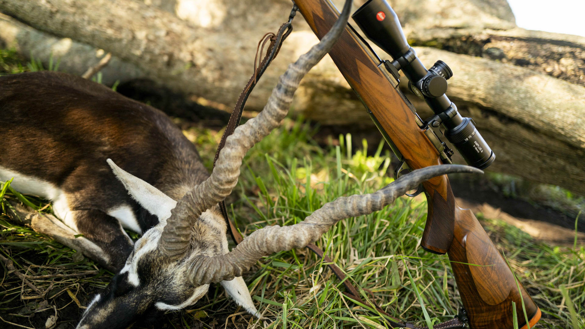 Il blackbuck è noto in italiano come antilope cervicapra. il nome scientifico cervicapra significa letteralmente 