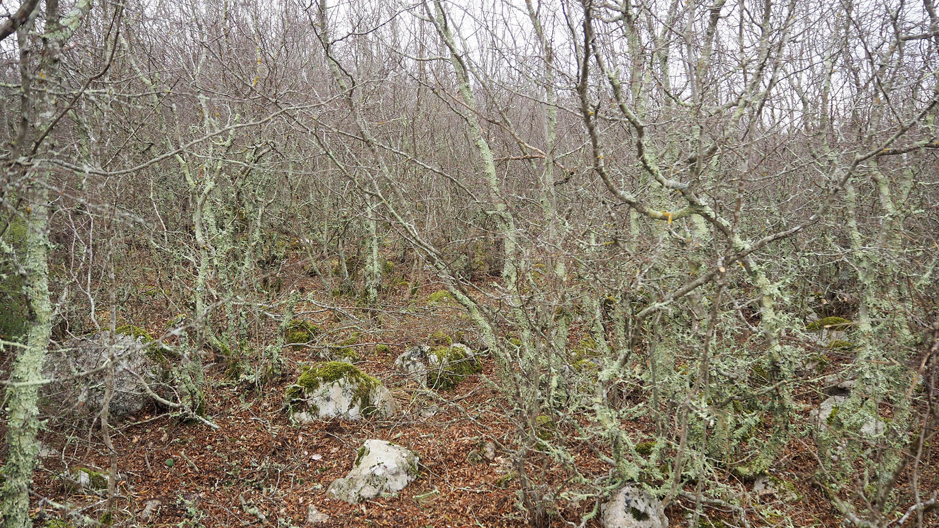 Lo scenario che si para davanti a cani e cacciatori può essere quanto mai vario; talvolta risulta davvero difficile incedere fra arbusti e sterpaglie, habitat comunque prediletto dalla beccaccia, che vi si sente al sicuro