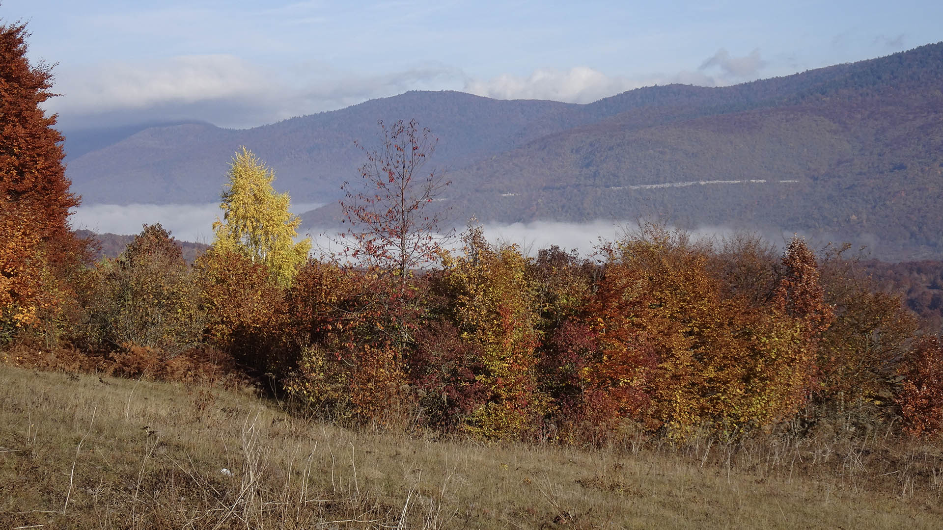 La nebbia arreca molto fastidio alle Regine, che tendono ad essere nervose e facilmente pronte alla partenza verso zone con maggiore visibilità