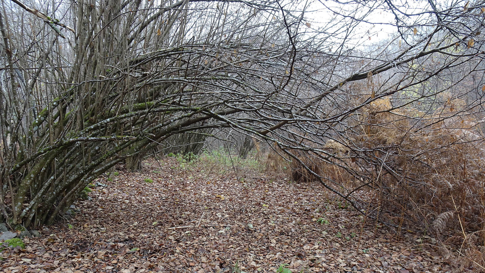 In apparenza la visuale sembra libera, grazie all'assenza delle foglie sugli alberi, ma i rami trasversali ostacolano moltissimo il tiro; per poter aver campo libero, il cacciatore deve – nel suo avvicinamento al cane in ferma – oltrepassarli. In parole povere, si deve abbassare, procedere con estrema cautela avendo il fucile carico (meglio se viene momentaneamente scaricato), per poi riposizionarsi. E se nel frattempo la beccaccia frulla? Tanti saluti