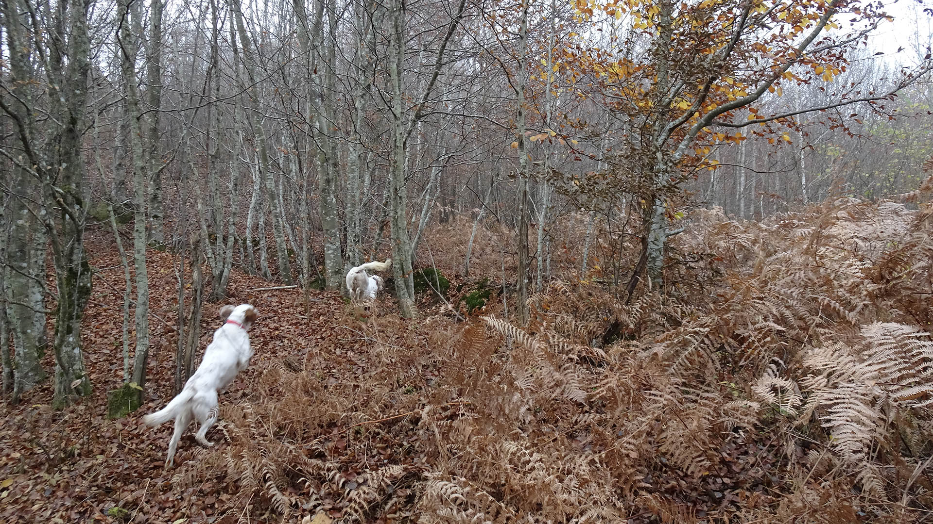 La situazione ideale; la beccaccia è frullata, è stata abbattuta e i cani si precipitano al recupero