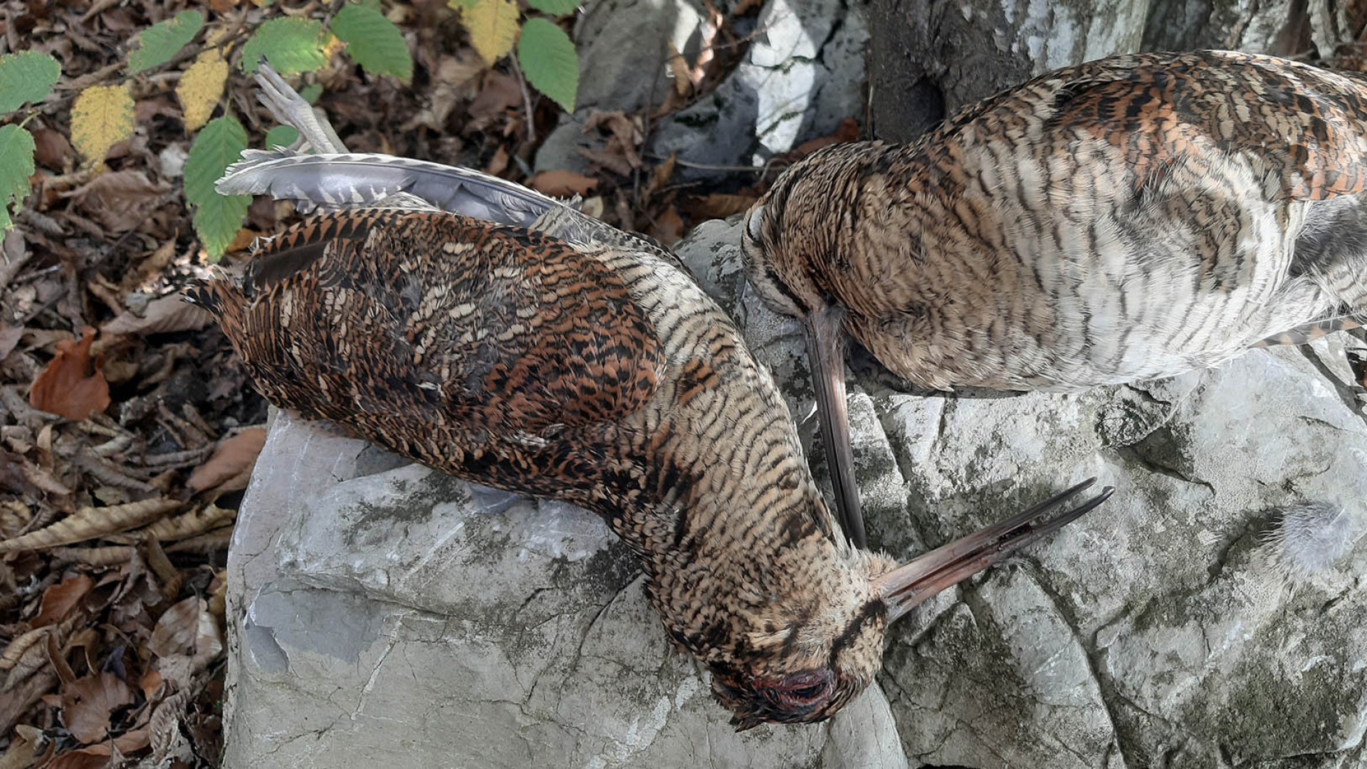 Una giornata molto fortunata, di quelle dove due beccacce si palesano a brevissimo tempo l'una dall'altra; sembra che nascano dal terreno, che spuntino come i funghi laddove solo un momento prima non c'erano
