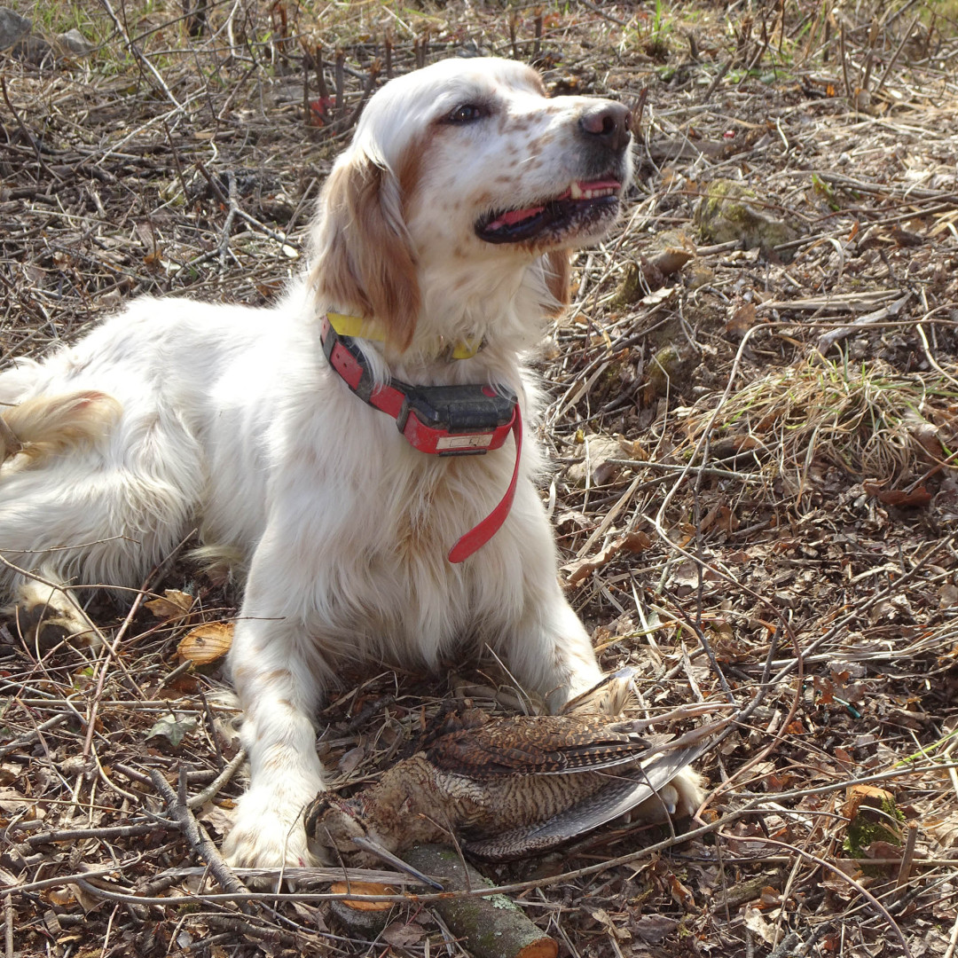 Noi pensiamo che la felicità sia solo appannaggio degli umani, ma non è così; il cane sembra 