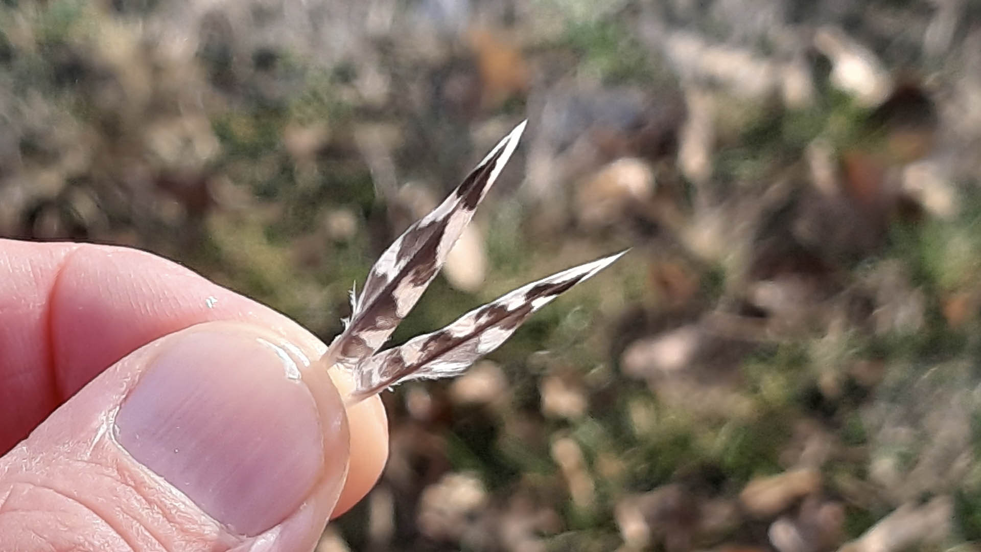 Le due penne del pittore, prelevata una per ciascuna ala; indispensabili per un ritocco di precisione in ambito pittorico e una testimonianza dell'esito felice della cacciata