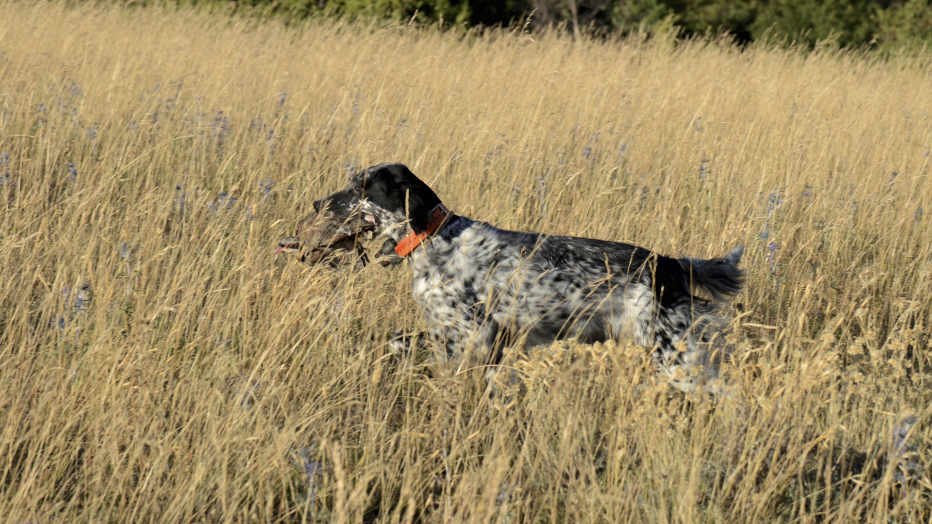 L'essenza della caccia alla stanziale: il cane in ferma. Un selvatico è nei pressi del cane o è transitato da quelle parti, l'ansia e l'emozione salgono, sarà ancora lì? Ci sarà il frullo? E come andrà a finire? Sensazioni che si ripetono immutate, sempre uguali e diverse le une dalle altre, ma tutte accomunate dalla stessa passione venatoria