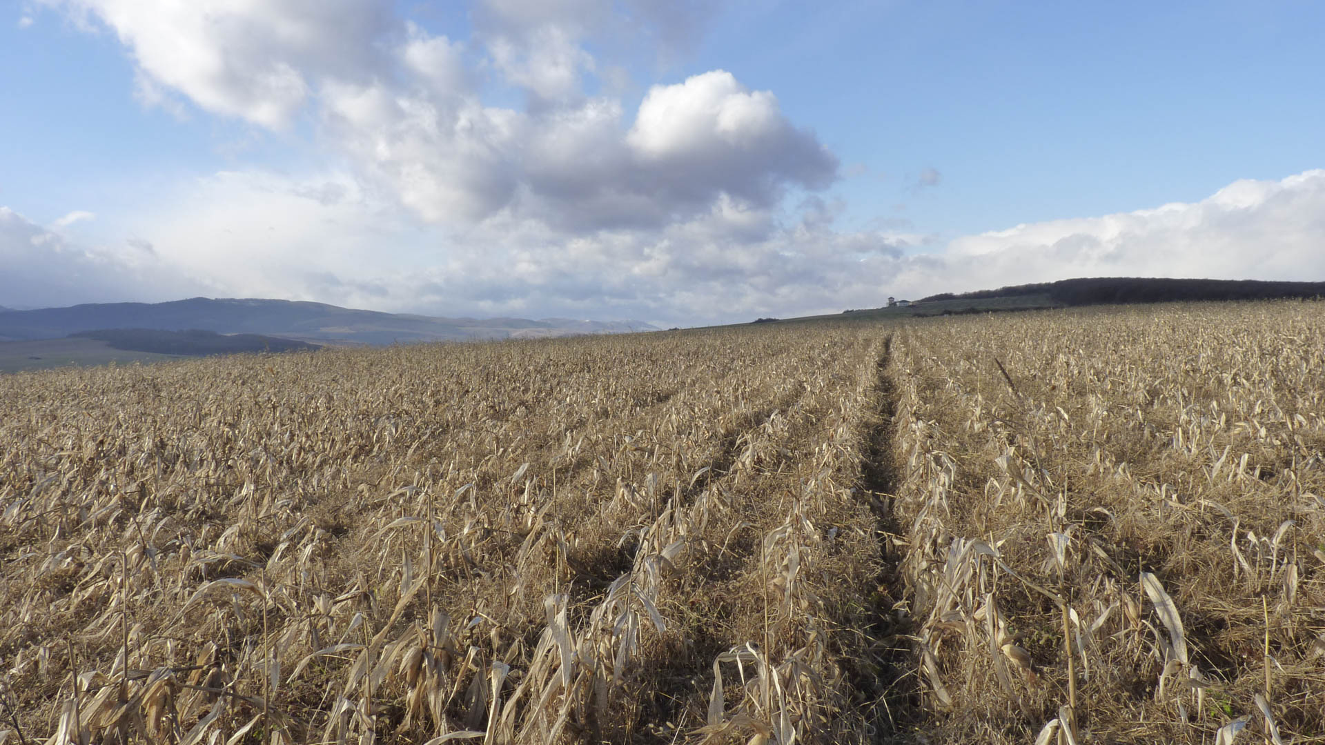 Un panorama all'apparenza banale; un campo di stoppie, un cielo azzurro, qualche nuvola che corre veloce. Esiste di meglio per godersi la giornata venatoria? Facciamolo in modo rispettoso per l'ambiente e per i selvatici, per preservare queste bellezze del Creato