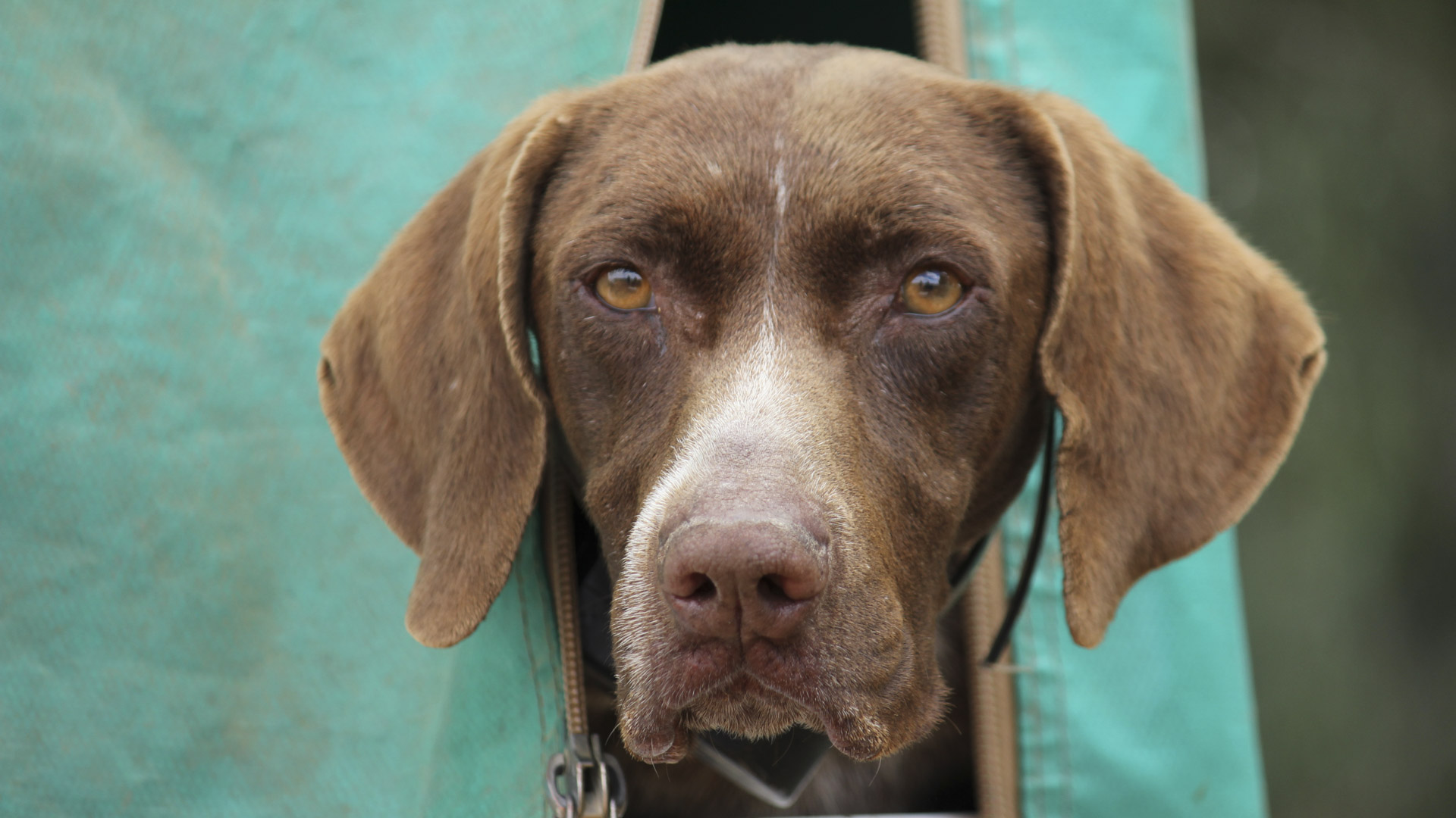 Nel muso espressivo di questo cane, tutta l'intensità della passione venatoria