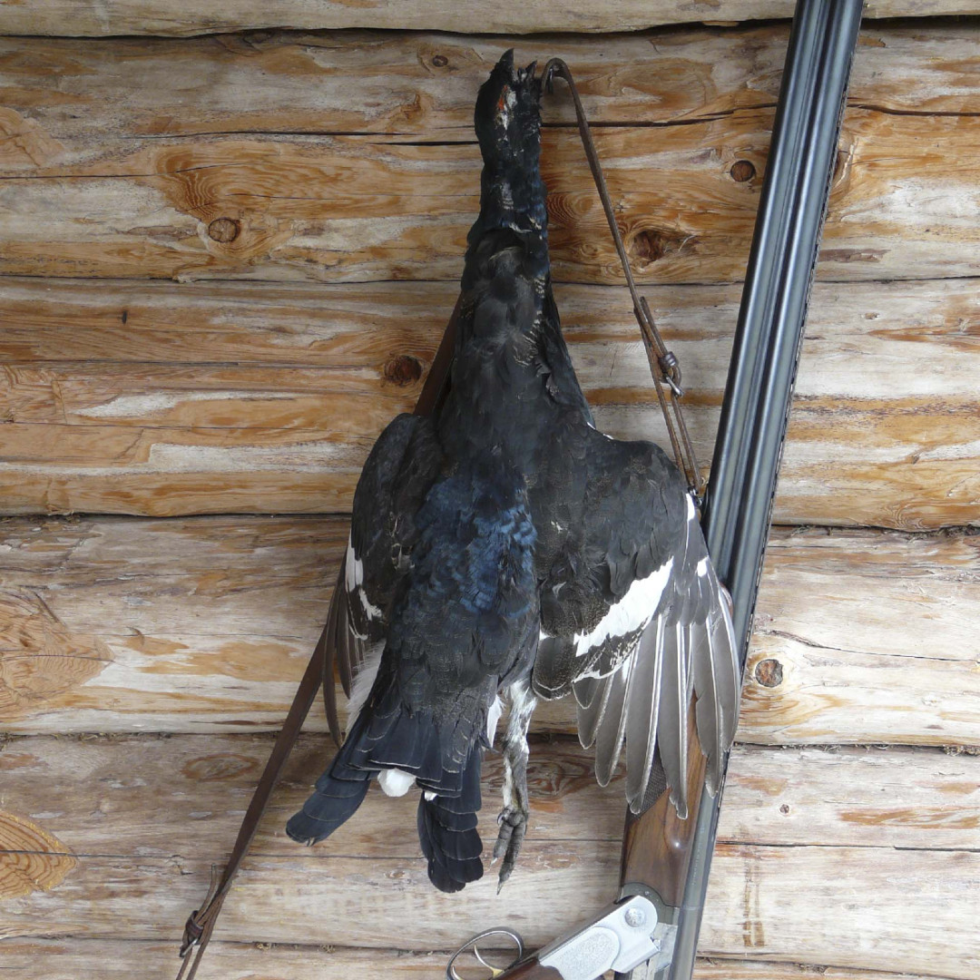 Una baita di montagna e un maschio di gallo forcello; una caccia difficile, faticosa per uomini e ausiliari. Un solo esemplare ripaga delle mille fatiche spese per ottenerlo