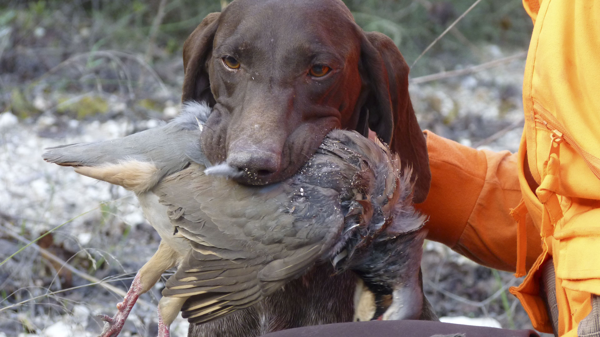 Il riporto di una chukar, animale difficile da incarnierare