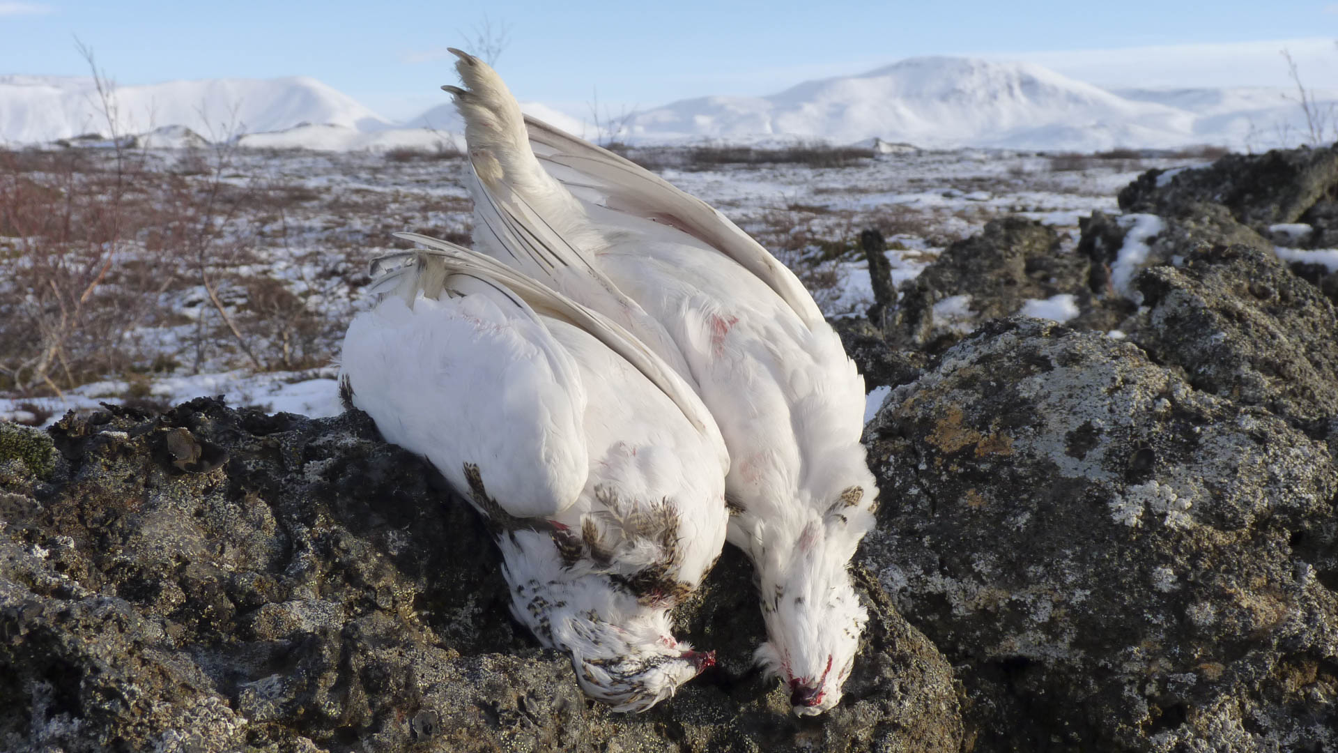 Una coppia di pernici bianche, animali magnifici e sfuggenti come folletti nei panorami invernali
