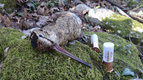 Caccia alla beccaccia: armi, cartucce e attrezzatura per la Regina del bosco