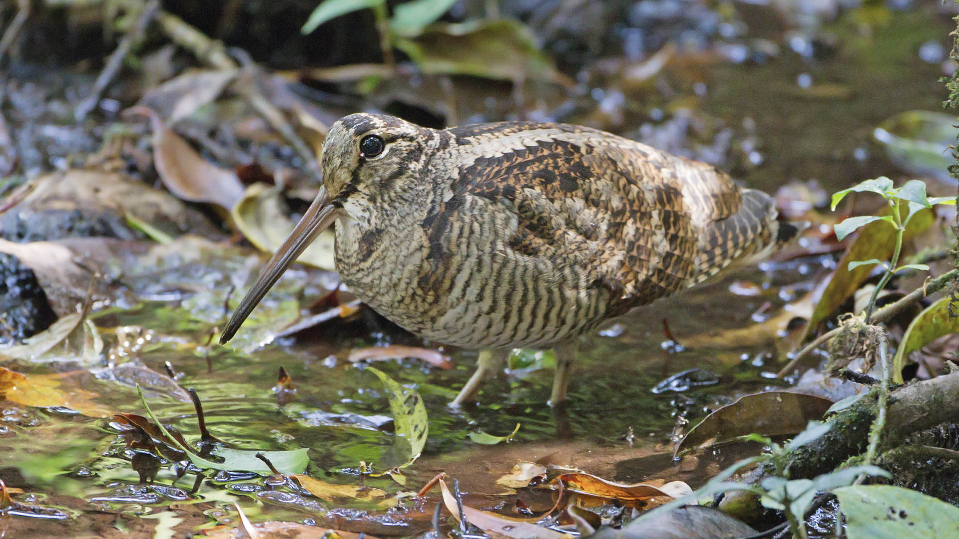 La beccaccia (Scolopax rusticola), la Regina del bosco: un selvatico elusivo e imprevedibile, capace di mettere alla prova esperienza, cane e attrezzatura del cacciatore