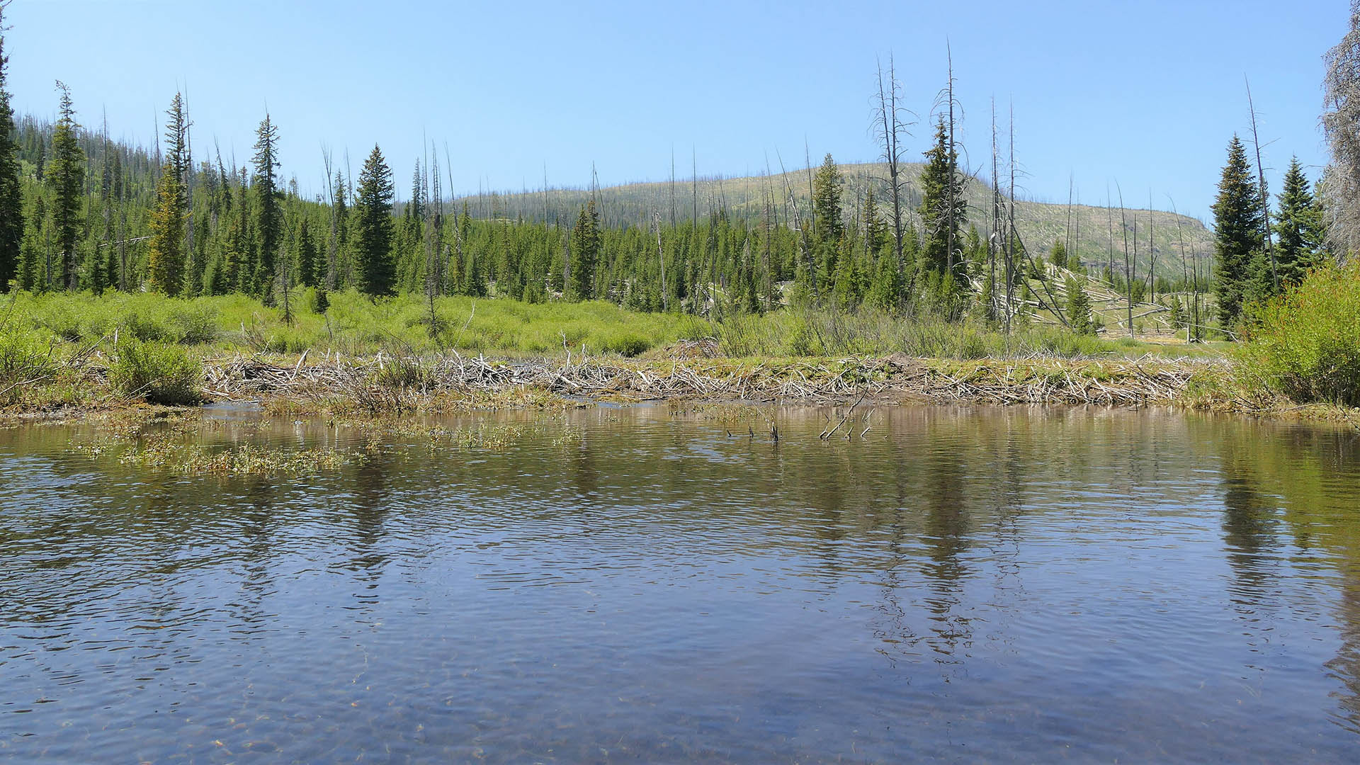 Diga di castori lungo il braccio sud-orientale dello Yellowstone Lake. Le opere dei castori modificano localmente l'idrologia, contribuendo a creare condizioni favorevoli alla vegetazione ripariale