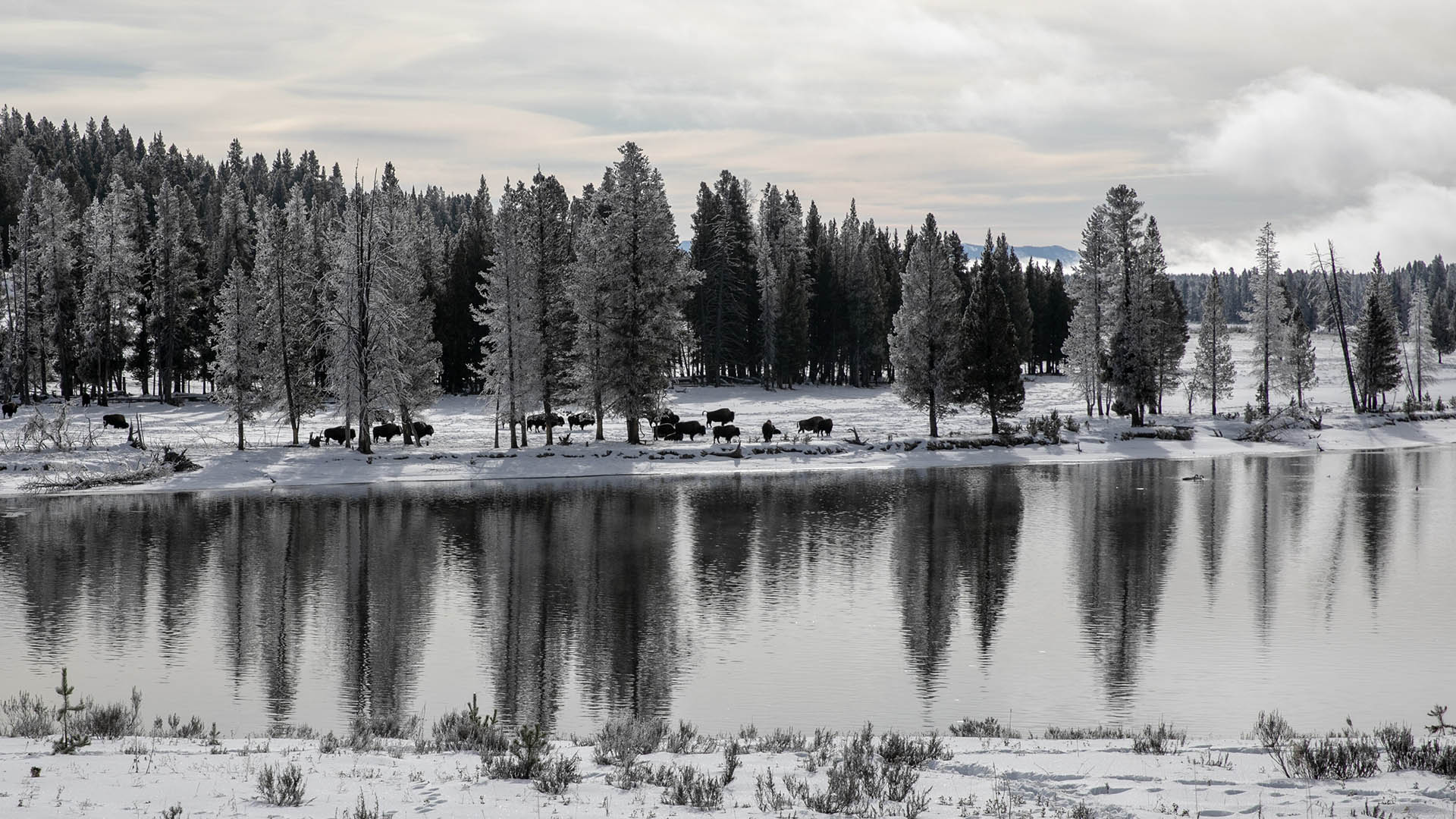 Bisonti lungo il fiume Yellowstone. L'espansione della specie è uno dei fattori che contribuiscono alla complessità delle dinamiche ecologiche del Parco