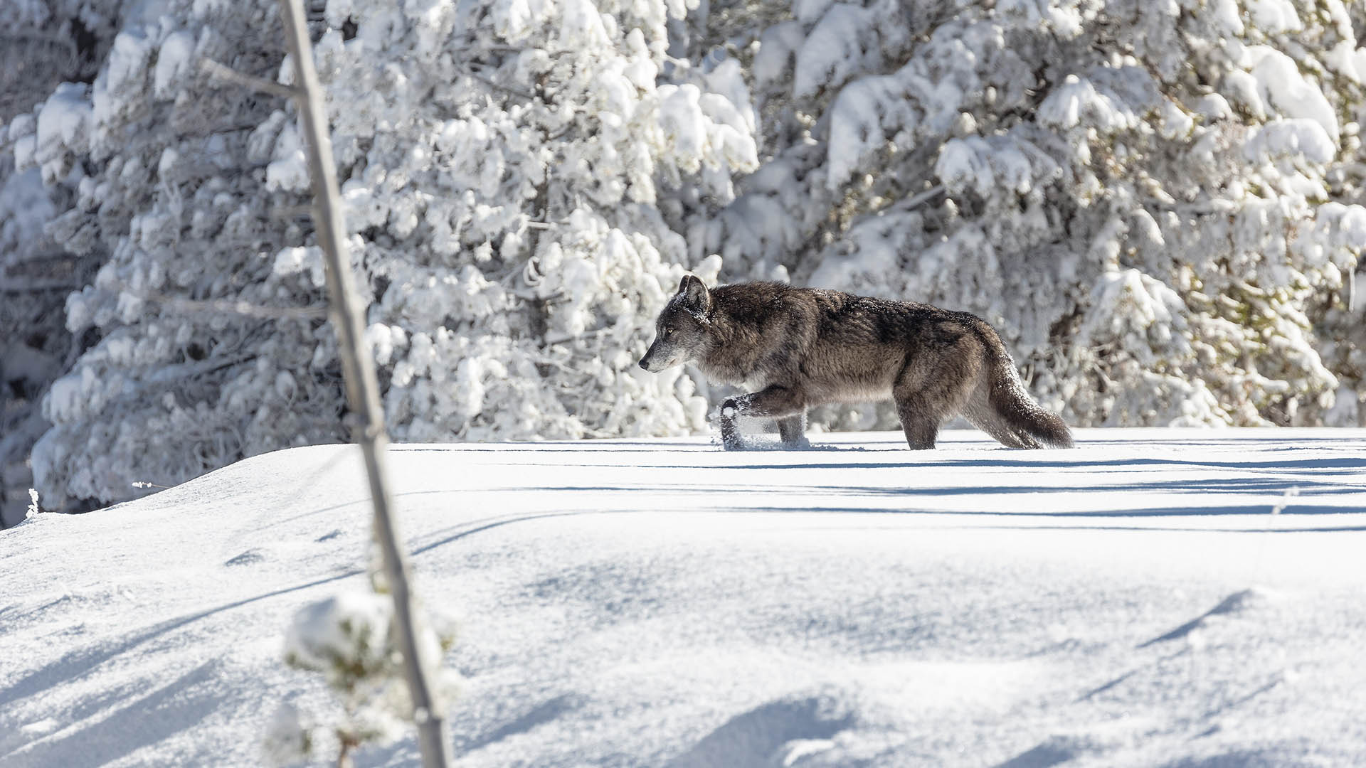 Lupo nella neve nel Parco nazionale di Yellowstone, dove il ritorno del predatore ha riaperto il dibattito sugli effetti delle cascate trofiche e sulla capacità degli ecosistemi di ritrovare gli assetti precedenti