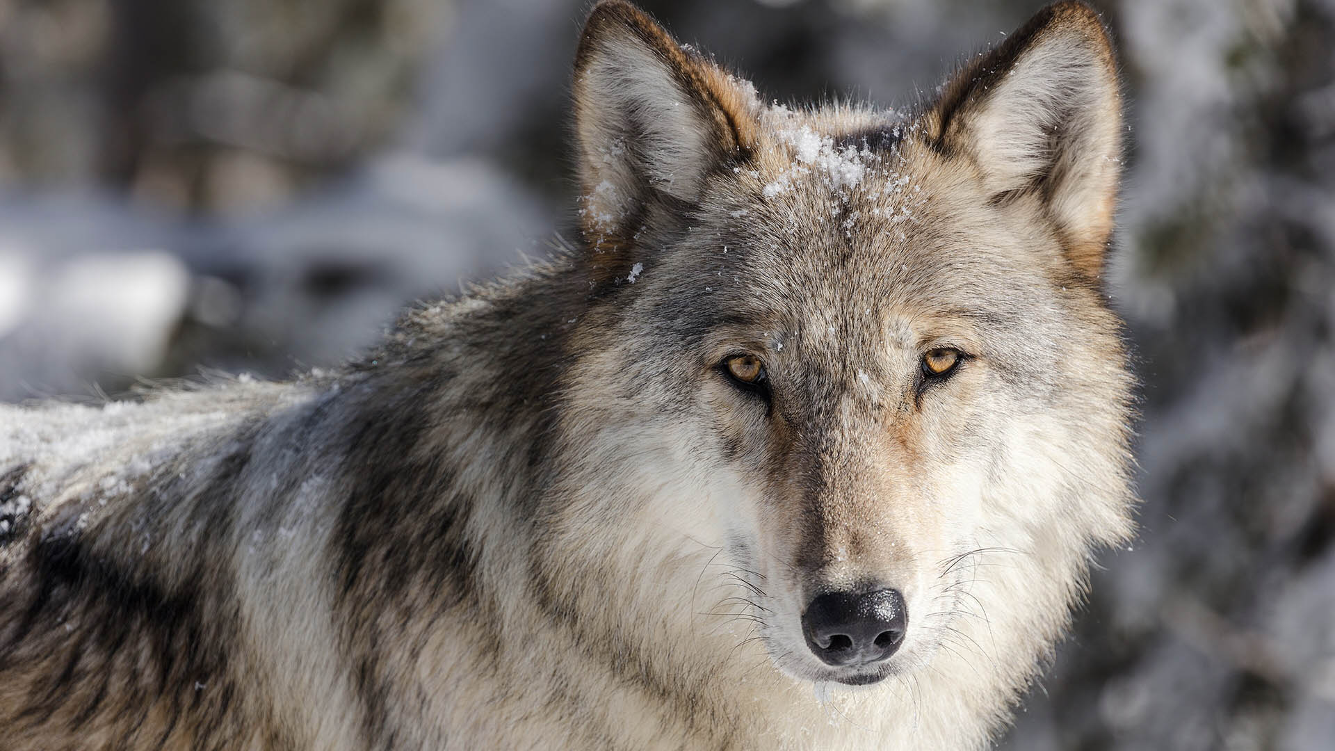 Lupo nel Parco nazionale di Yellowstone, dove la specie è stata reintrodotta a partire dal 1995
