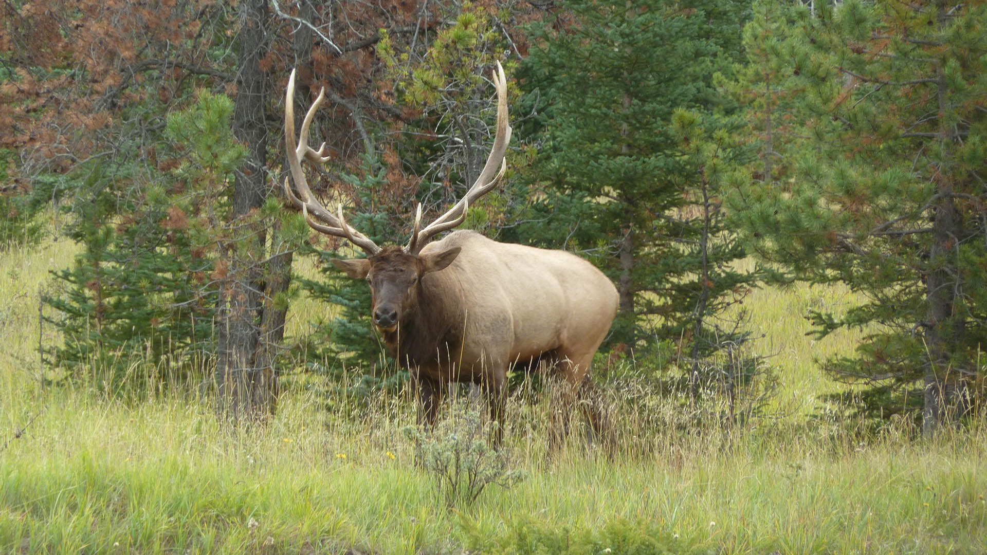In assenza o rarefazione dei grandi predatori, popolazioni molto abbondanti di ungulati possono esercitare una forte pressione sulla vegetazione e contribuire a modificare gli equilibri dell'ecosistema. In fotografia, un maschio di wapiti