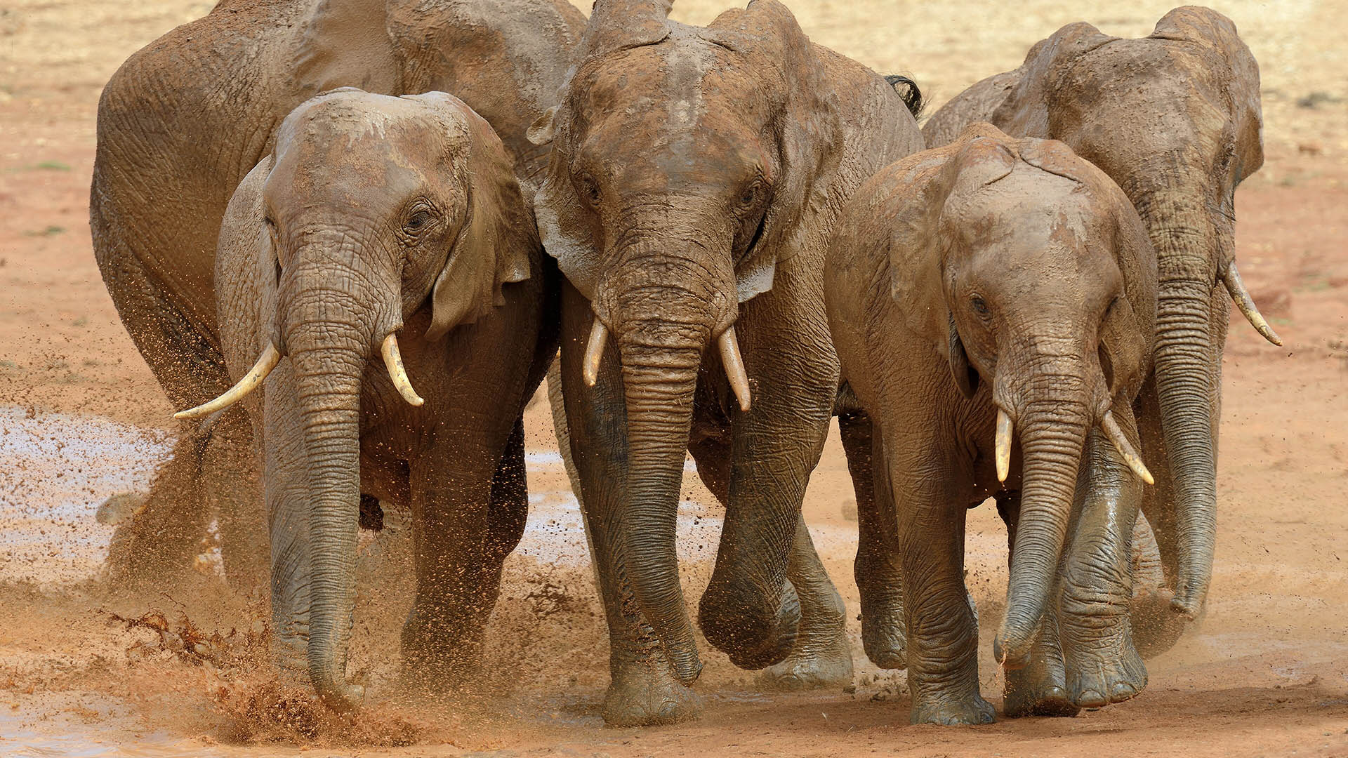 Un gruppo di elefanti. In alcune regioni dell'Africa, il recupero delle popolazioni è legato a programmi di conservazione che coinvolgono le comunità locali e comprendono anche forme regolamentate di utilizzo della fauna