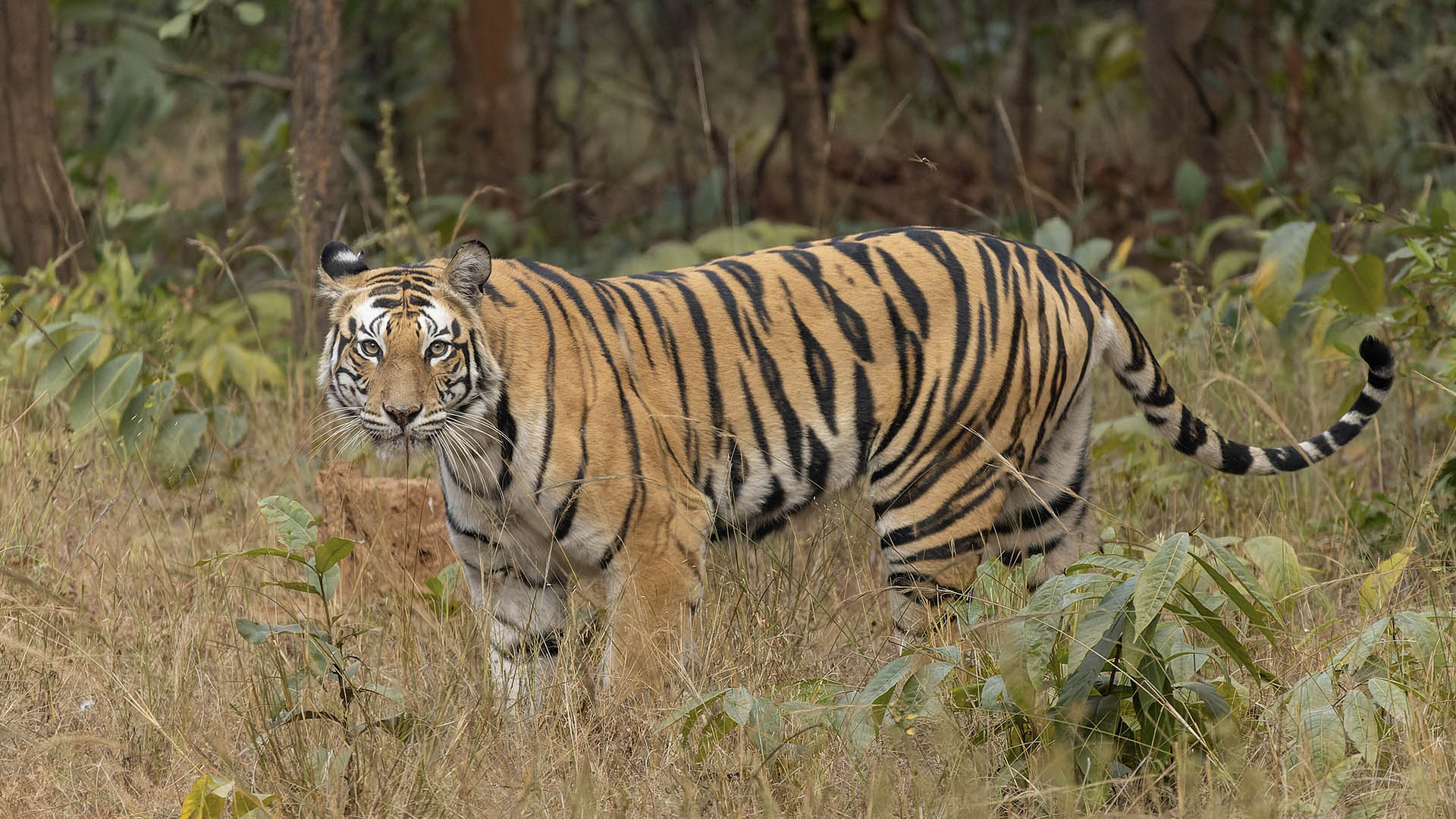La tigre, attraverso programmi di protezione e contrasto al bracconaggio, ha visto aumentare la propria popolazione selvatica mondiale