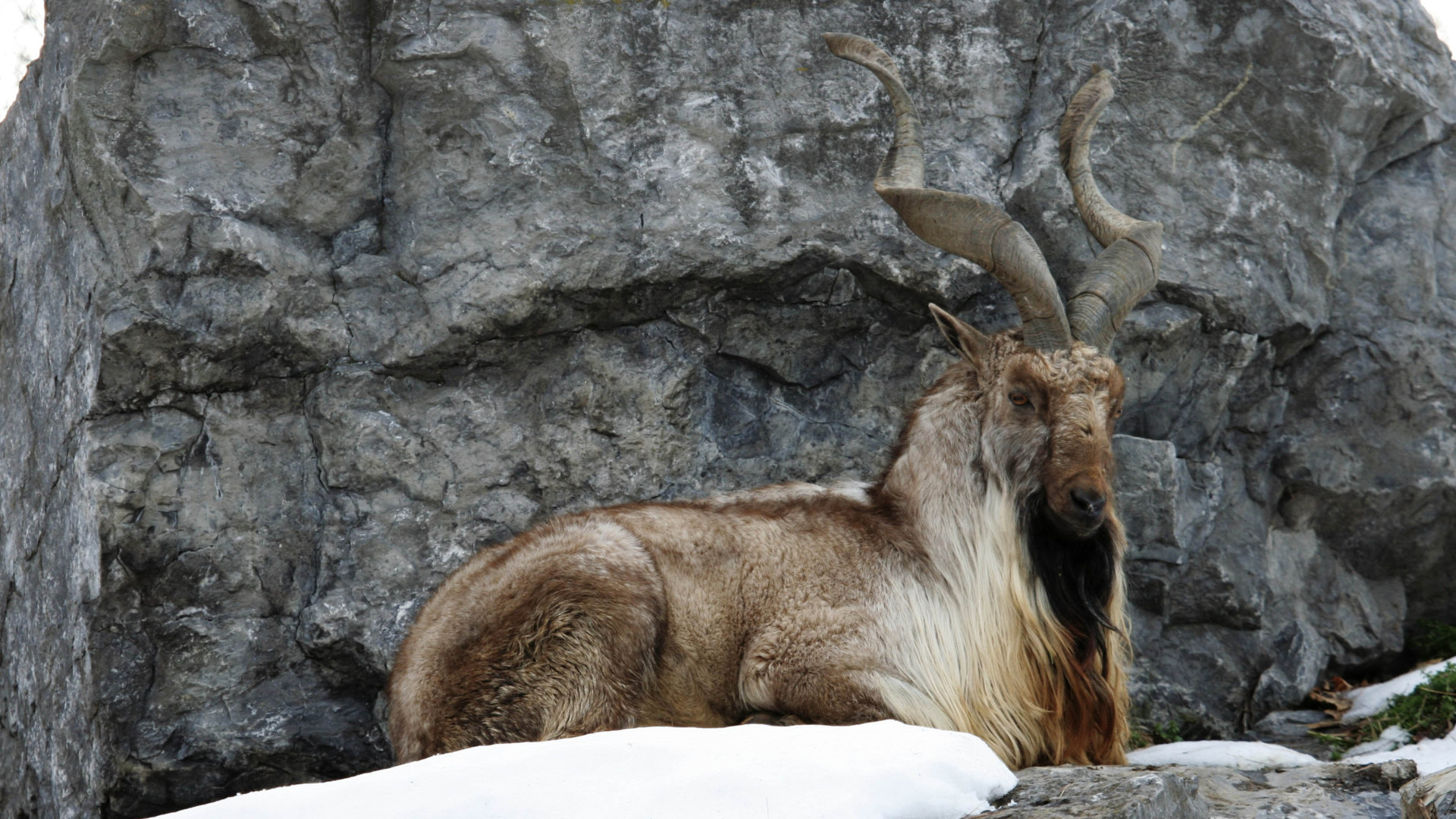 Nelle montagne di Torghar, in Pakistan, un programma avviato negli anni Ottanta ha introdotto un sistema di conservazione comunitaria del markhor finanziato anche attraverso un numero estremamente limitato di autorizzazioni per la caccia al trofeo
