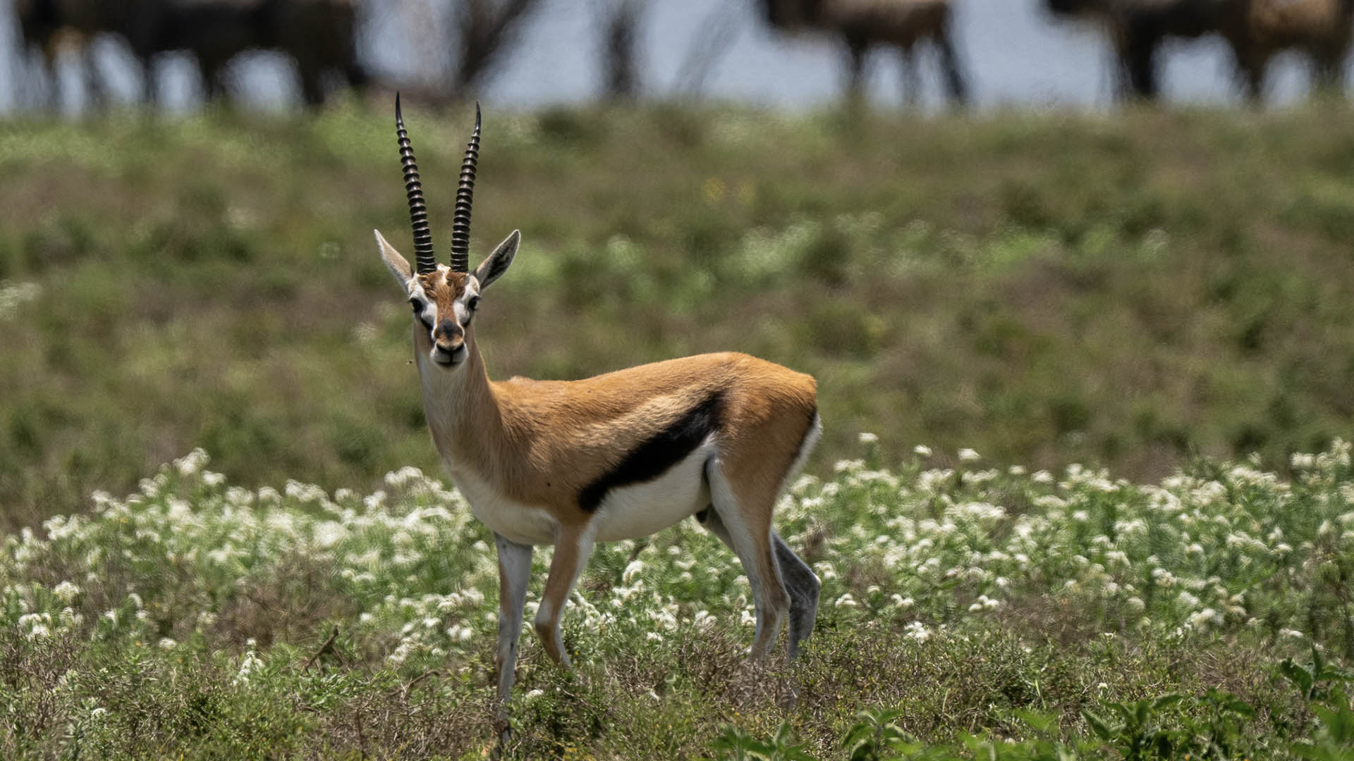 In Kenia, il divieto di caccia ha comportato una diminuzione media del 68,1% delle popolazioni di 18 specie di ungulati esaminate, tra le quali la gazzella di Thomson