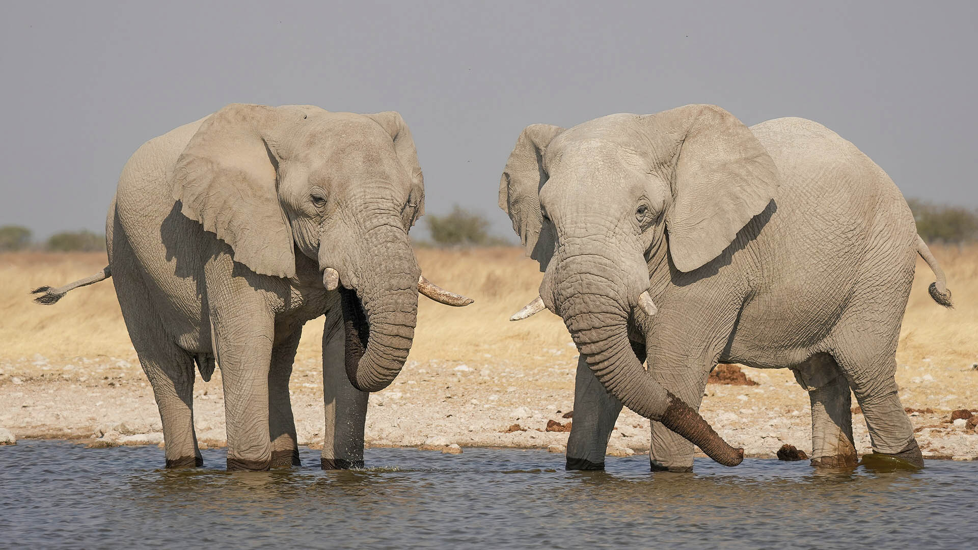 Sebbene la specie rimanga minacciata a livello continentale, in determinati territori - come la Namibia - le popolazioni di elefanti sono stabili o in crescita, grazie a interventi che comprendono protezione degli habitat, contrasto al bracconaggio e coinvolgimento delle comunità locali