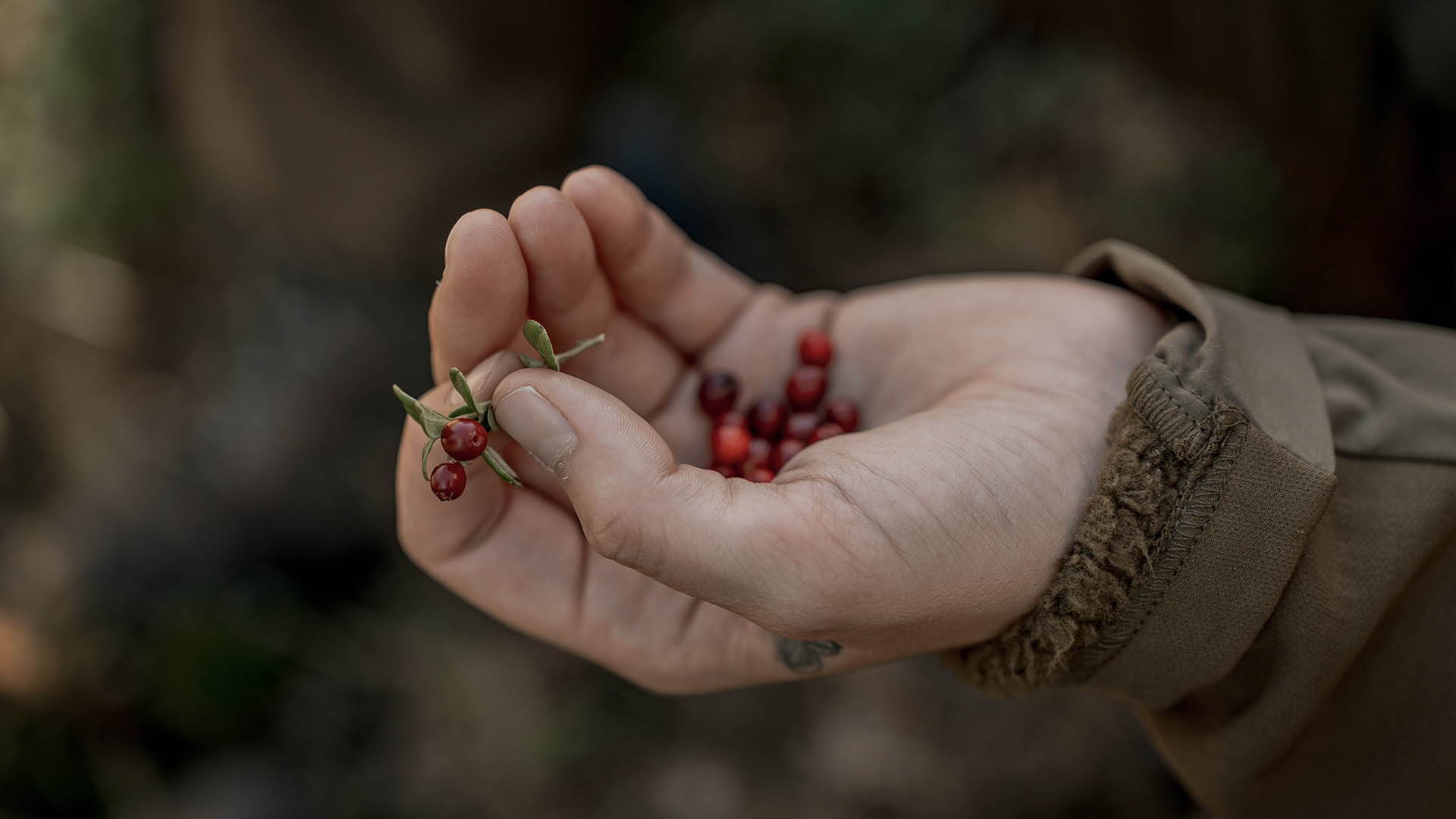Le bacche e i frutti spontanei della Val Venosta esprimono il legame tra cucina e territorio, arricchendo le preparazioni di selvaggina con i profumi e i sapori della natura alpina