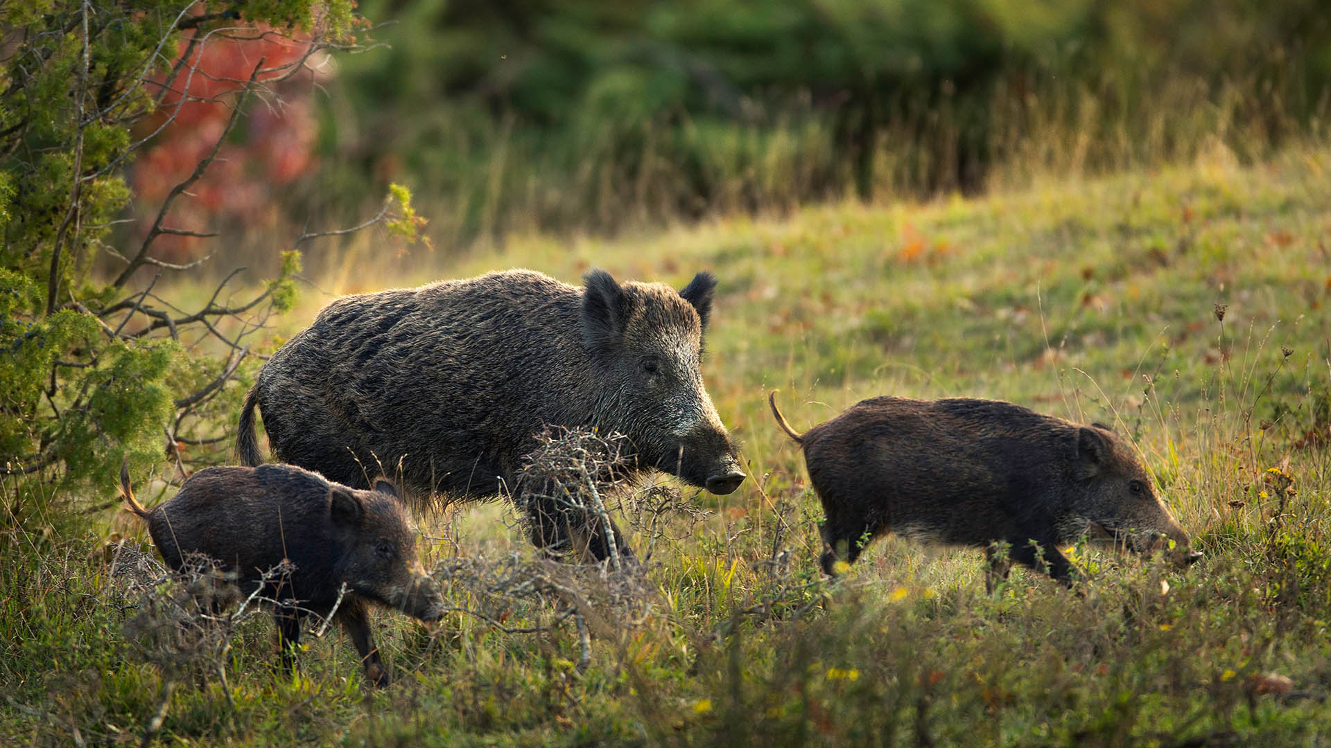Il cinghiale è la seconda specie di ungulato più cacciata in Europa, con prelievi annuali che superano i 3,3 milioni di capi
