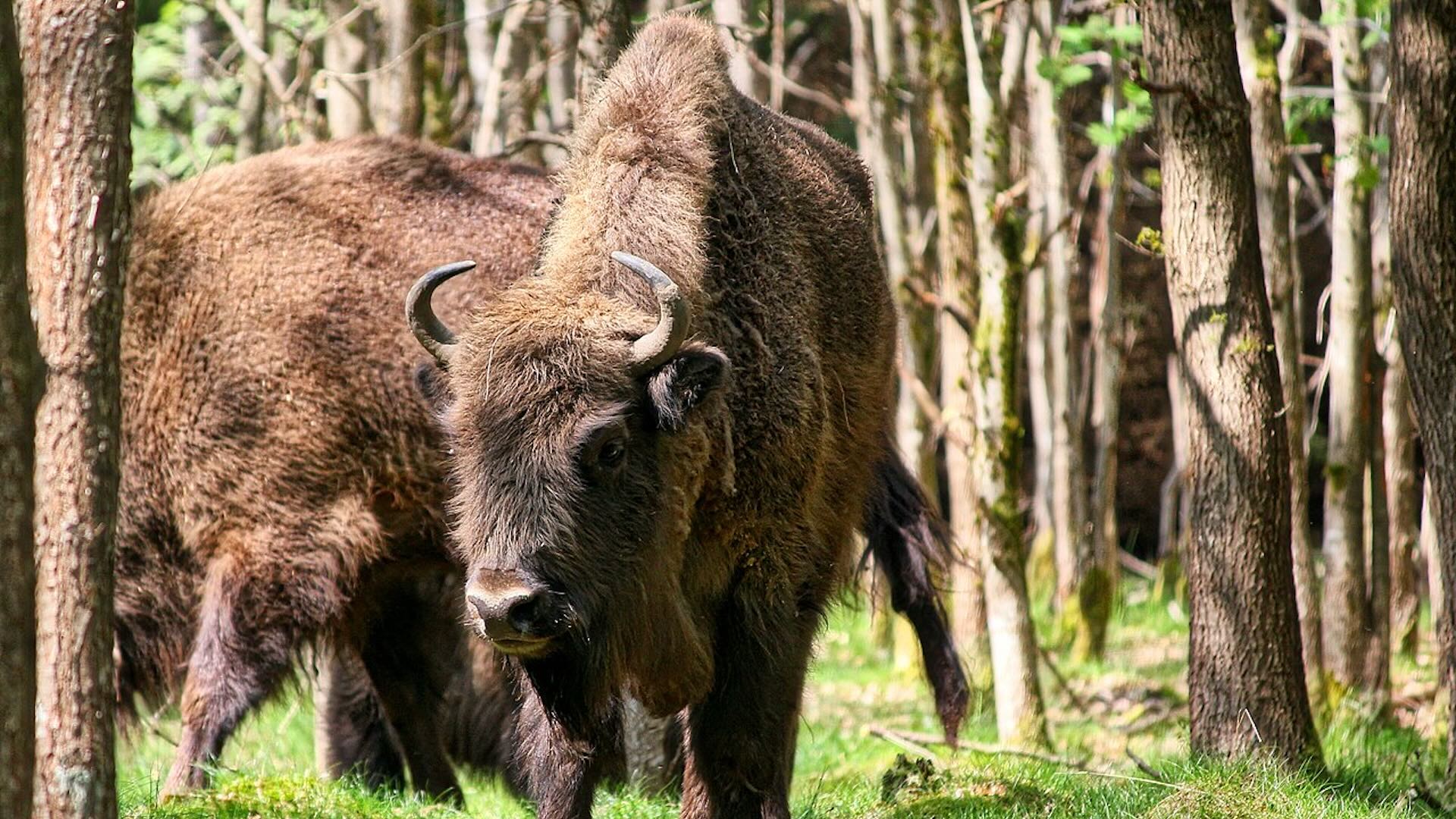 Il bisonte europeo è il più grande mammifero terrestre del continente