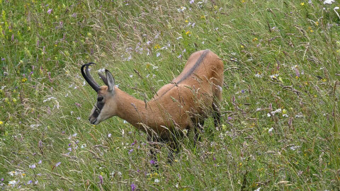 Assemblea Nazionale UNCZA: fauna alpina e cultura venatoria