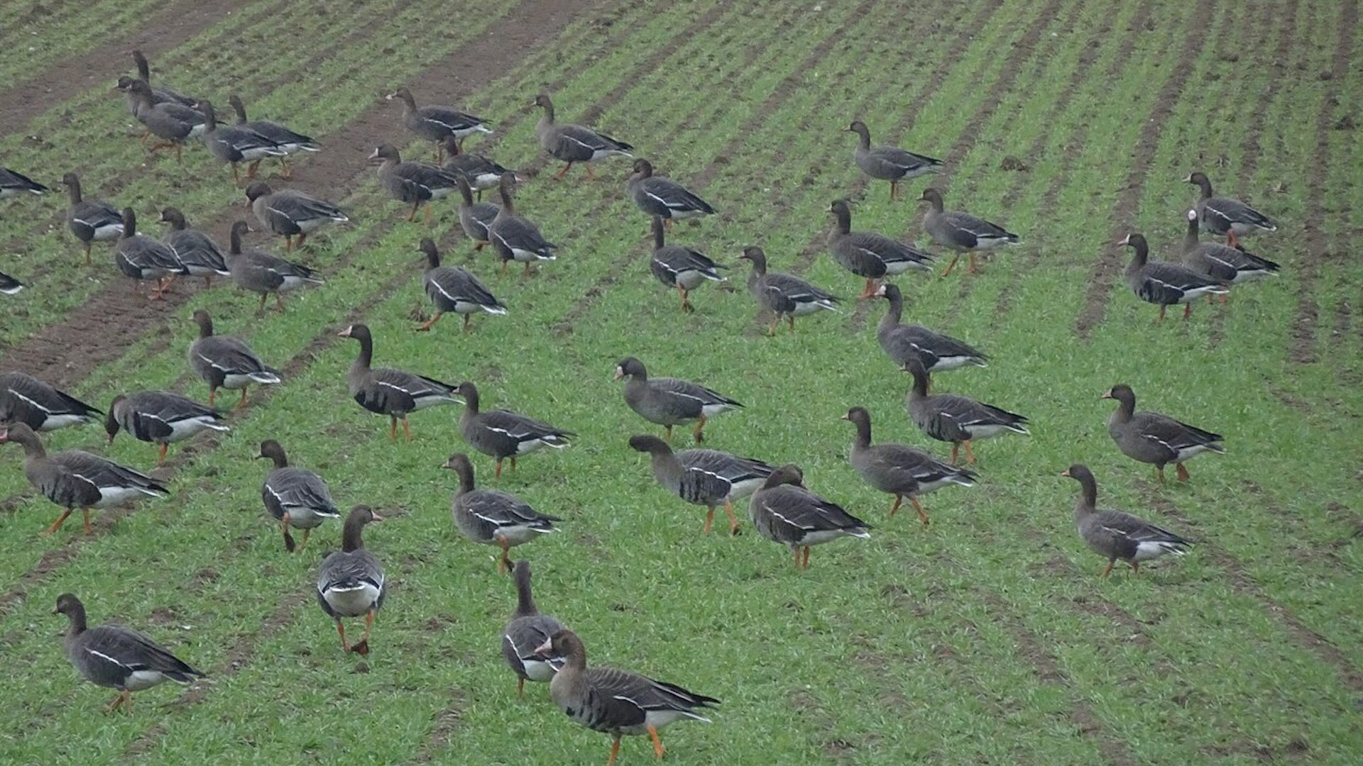 Lo scorso anno la specie ha causato danni per oltre 60mila euro