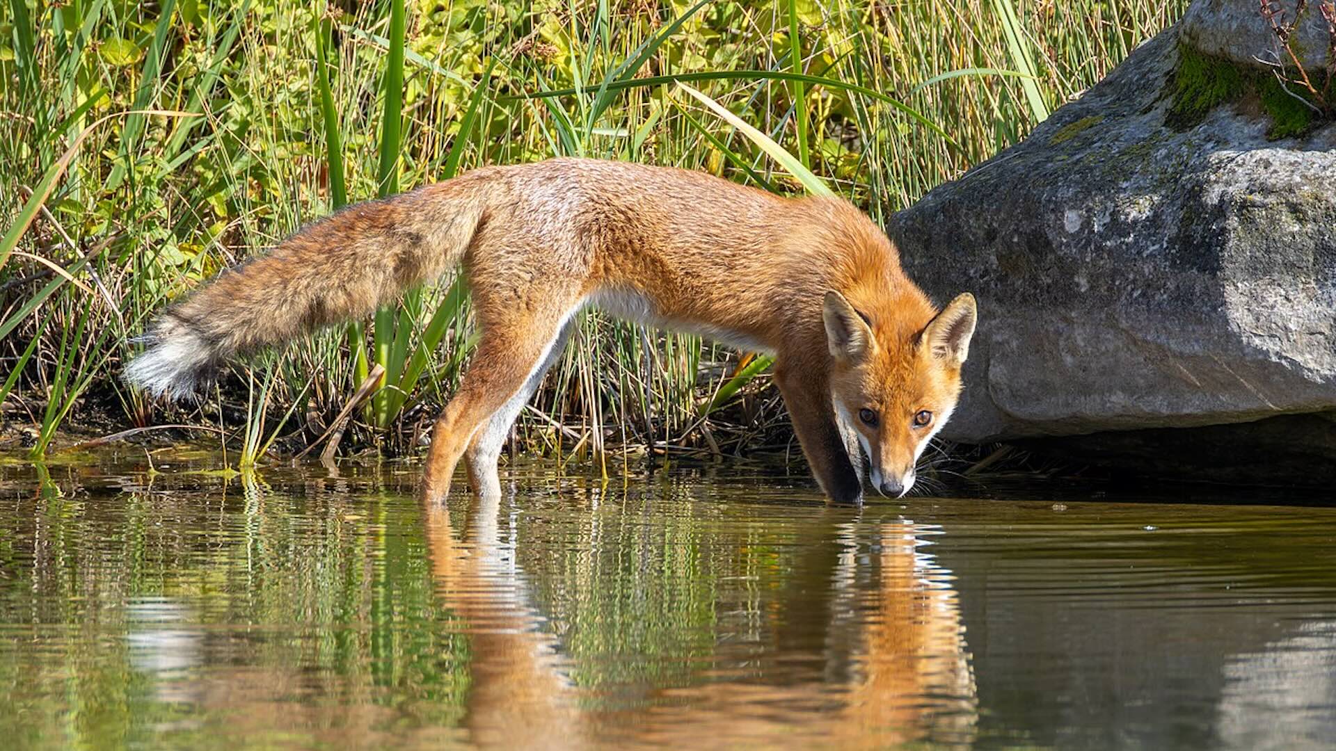 In caso di focolai di rabbia i cacciatori e i loro cani risultano maggiormente esposti al virus per via del frequente contatto con animali selvatici vettori, come per esempio le volpi