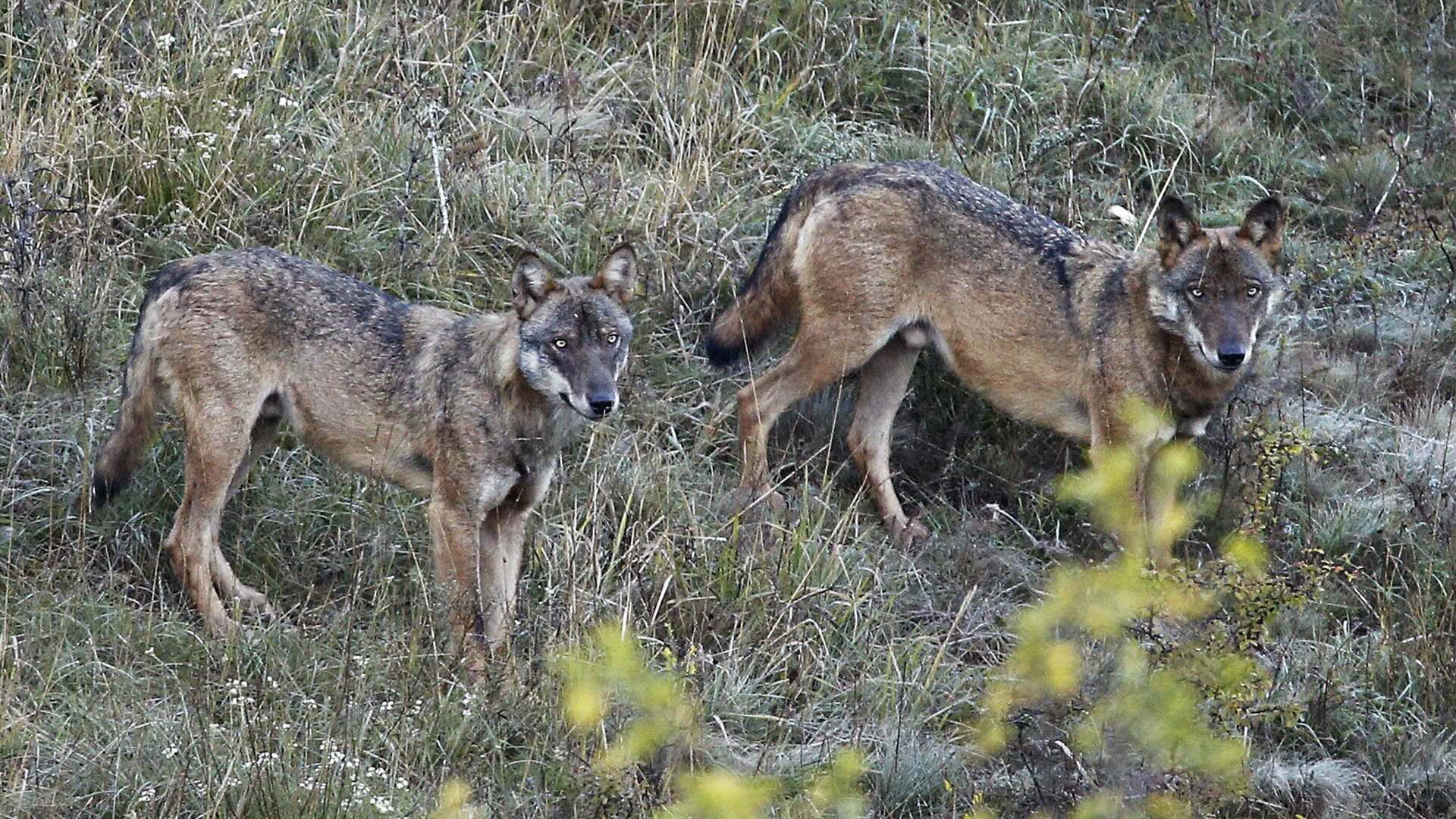 I nuovi dati hanno in parte ridotto le preoccupazioni degli allevatori