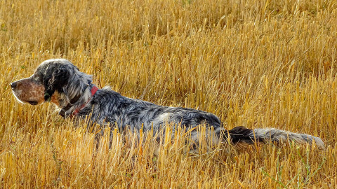 Box per cani da caccia: igiene, sicurezza e buona gestione