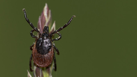 Malattia di Lyme, si va verso l'approvazione di un vaccino