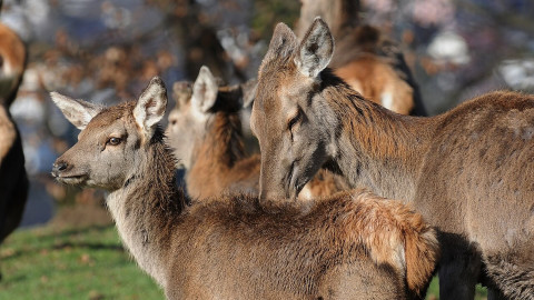 VII Congresso SIEF: confronto su fauna selvatica, salute e gestione