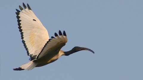 Lombardia, anche quest'anno ibis sacro prelevabile in deroga