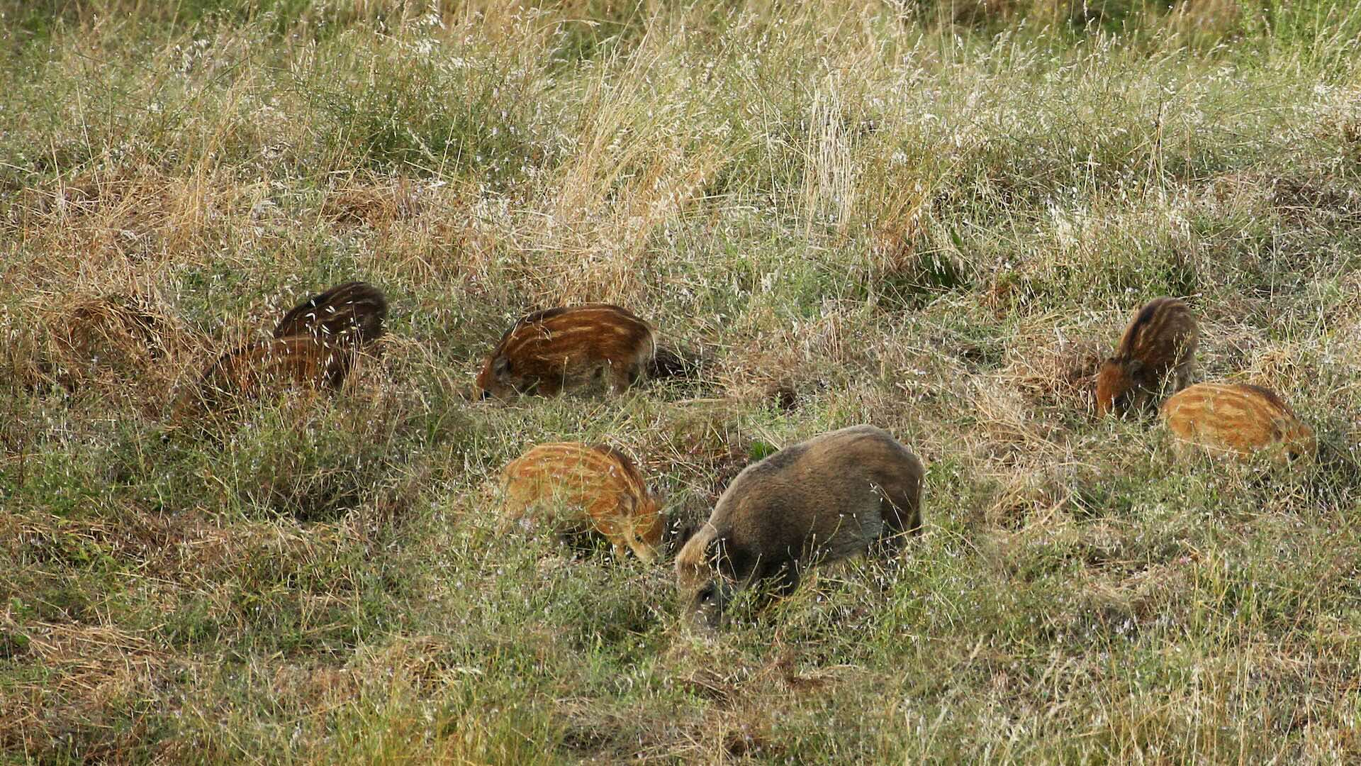 Peste suina e gestione del cinghiale sono strettamente collegate