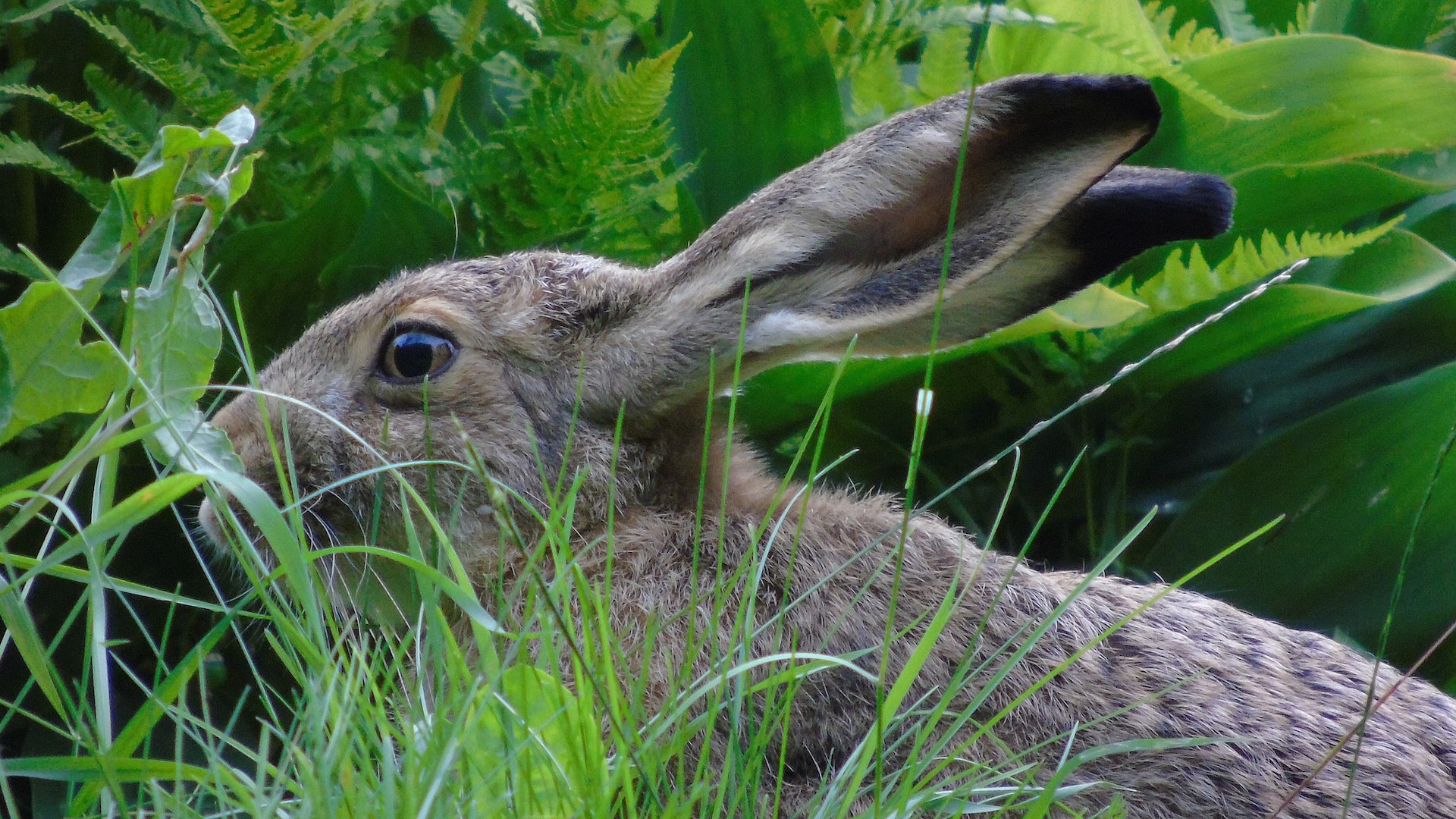 La malattia rischia di impattare pesantemente sul prelievo e sulla gestione della specie