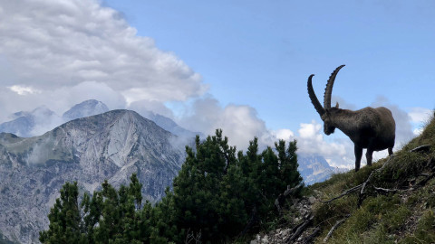 Fondazione UNA, torna il premio per le tesi di laurea sulla fauna