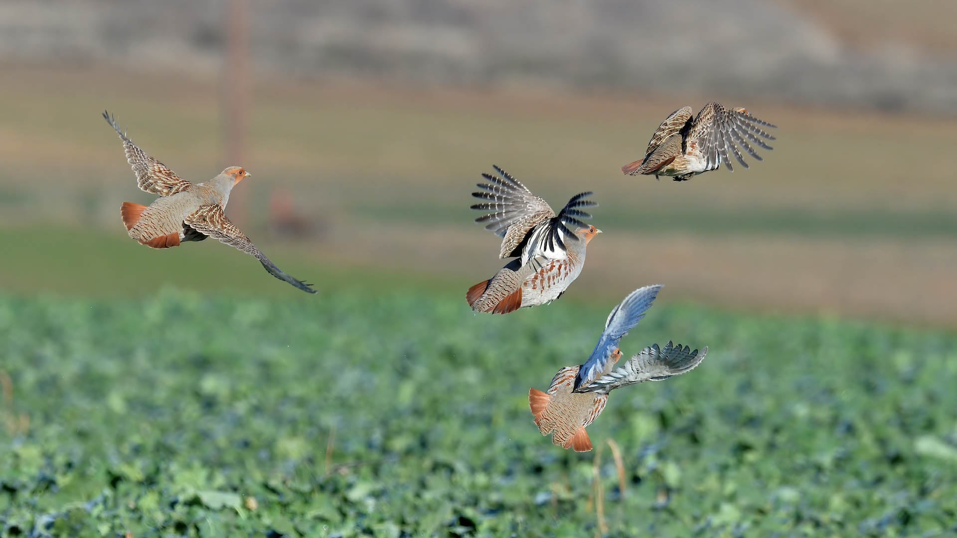 Il recupero della starna può passare dalla collaborazione tra mondo venatorio, agricoltura e conservazione della natura