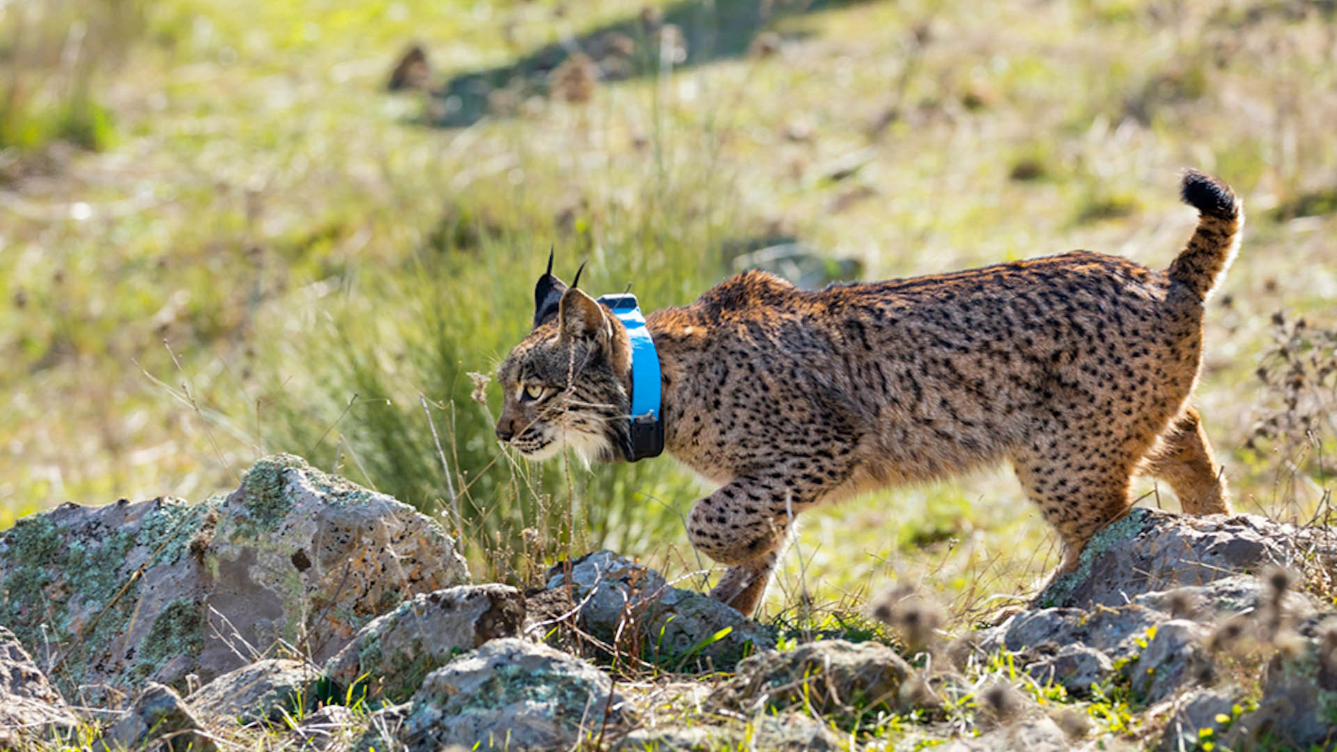 I progetti portati avanti con la collaborazione dei cacciatori riguardano anche specie non cacciabili