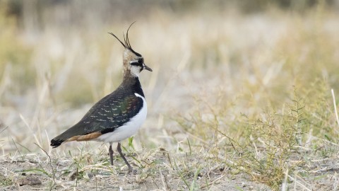 Da Acma un'iniziativa per raccogliere i dati sulla pavoncella