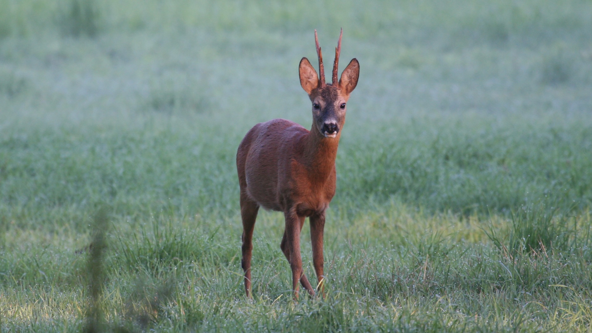 Hunting Log: Un convengno per discutere la gestione del capriolo in Toscana