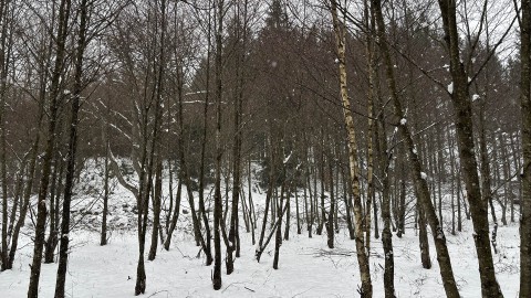 Il bosco  di tutti